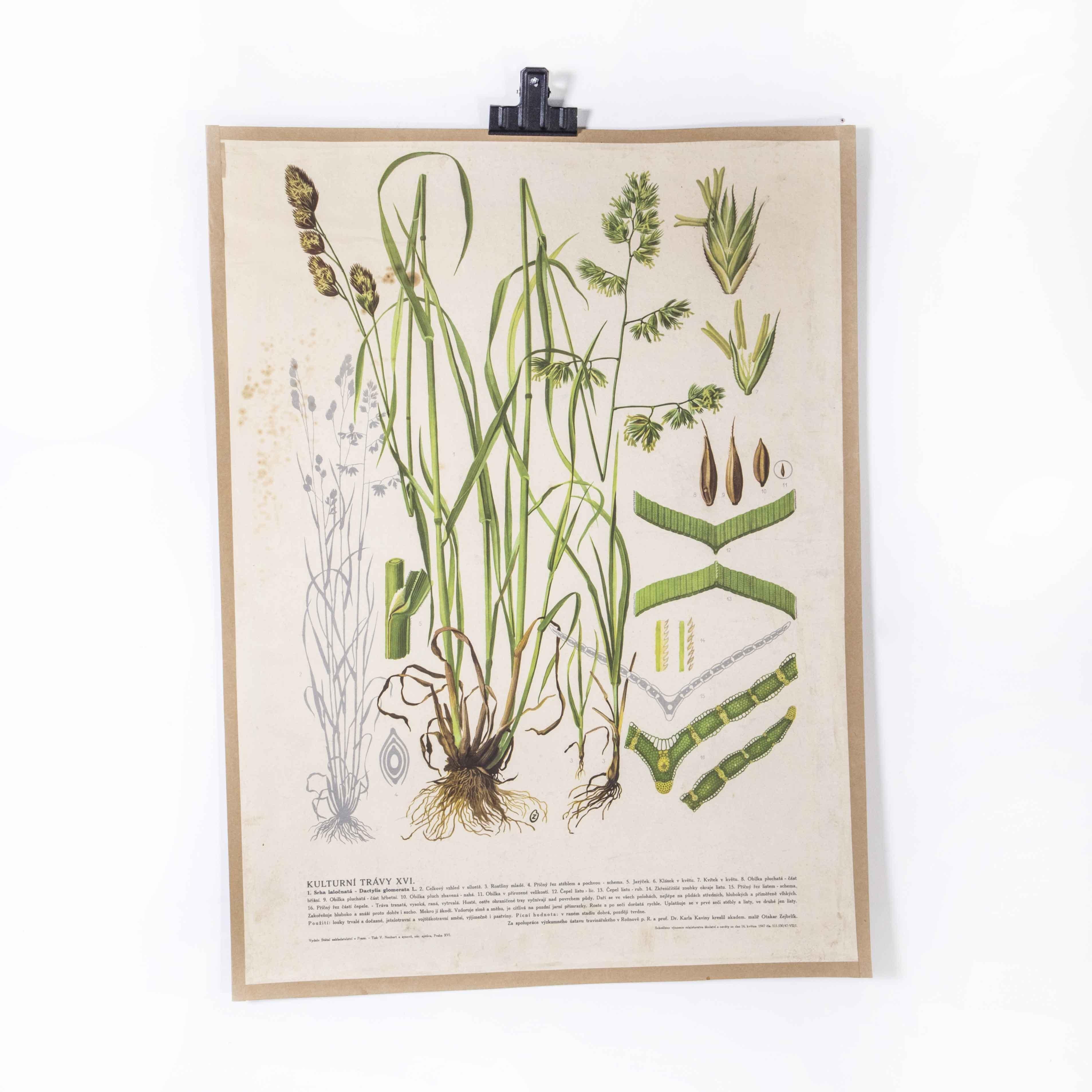 1940’s Plant growth educational poster
1940’s Plant growth educational poster. 20th Century Czechoslovakian educational chart. A rare and vintage wall chart from the Czech Republic illustrating the growth of a plant. This heavyweight paper chart is