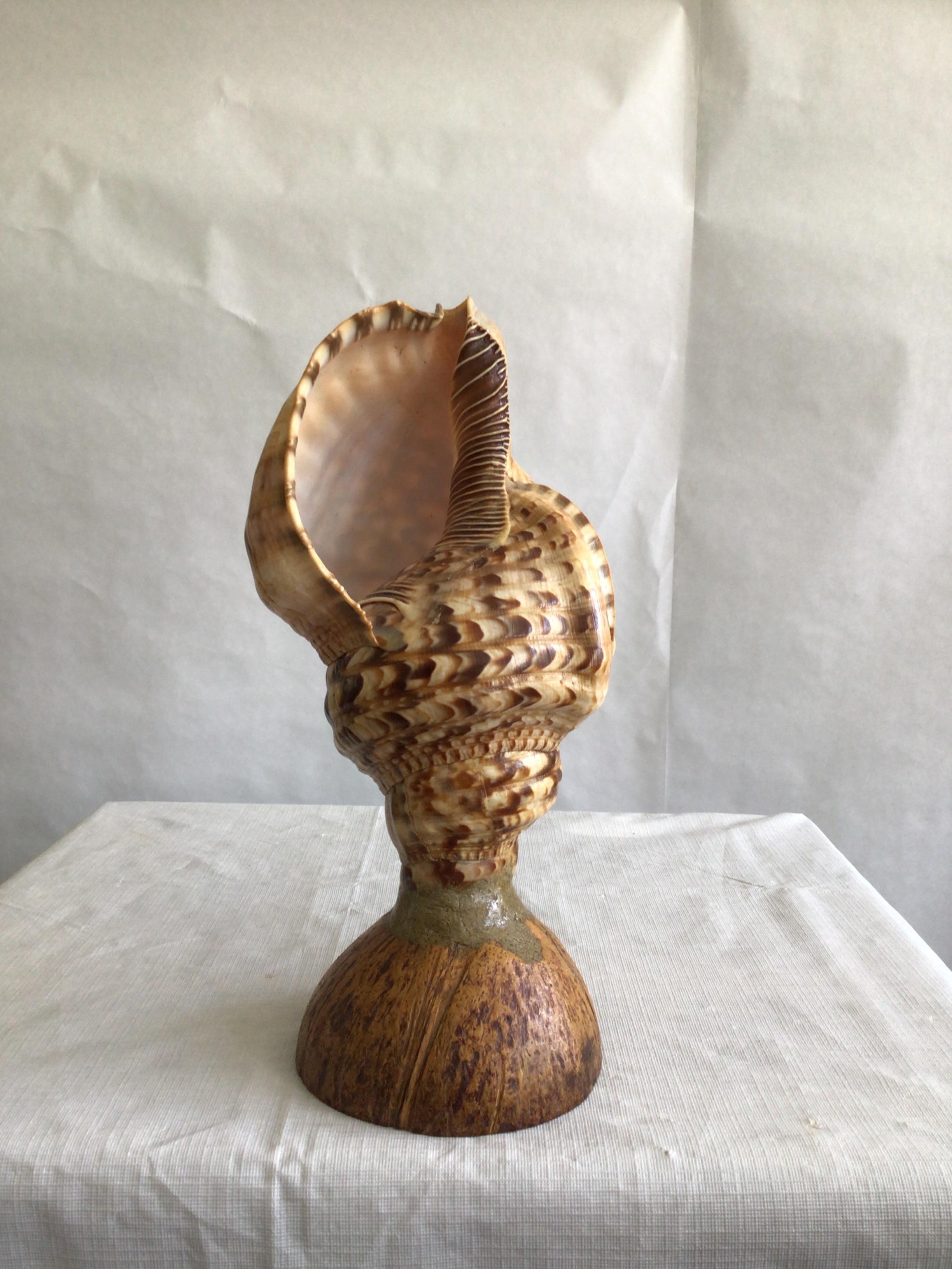 1940s Triton Conch Shell Lamp On Coconut Base
Natural shell 
Colors: Browns and Creams
Needs Rewiring