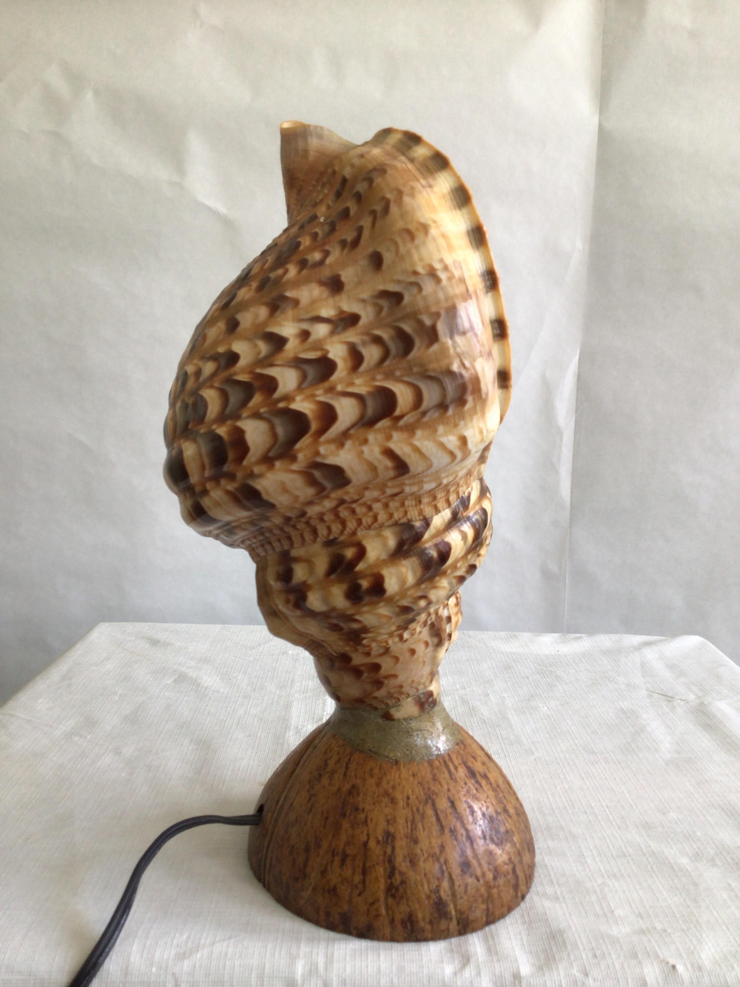Hand-Crafted 1940s Triton Conch Shell Lamp On Coconut Base For Sale