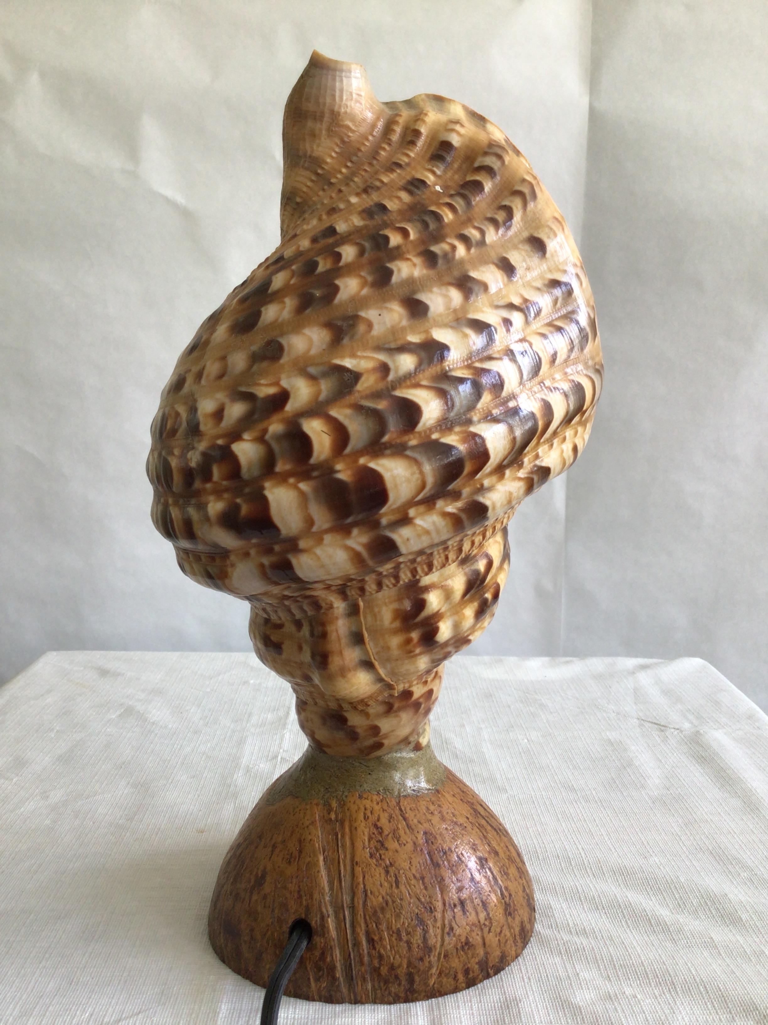 1940s Triton Conch Shell Lamp On Coconut Base In Good Condition For Sale In Tarrytown, NY