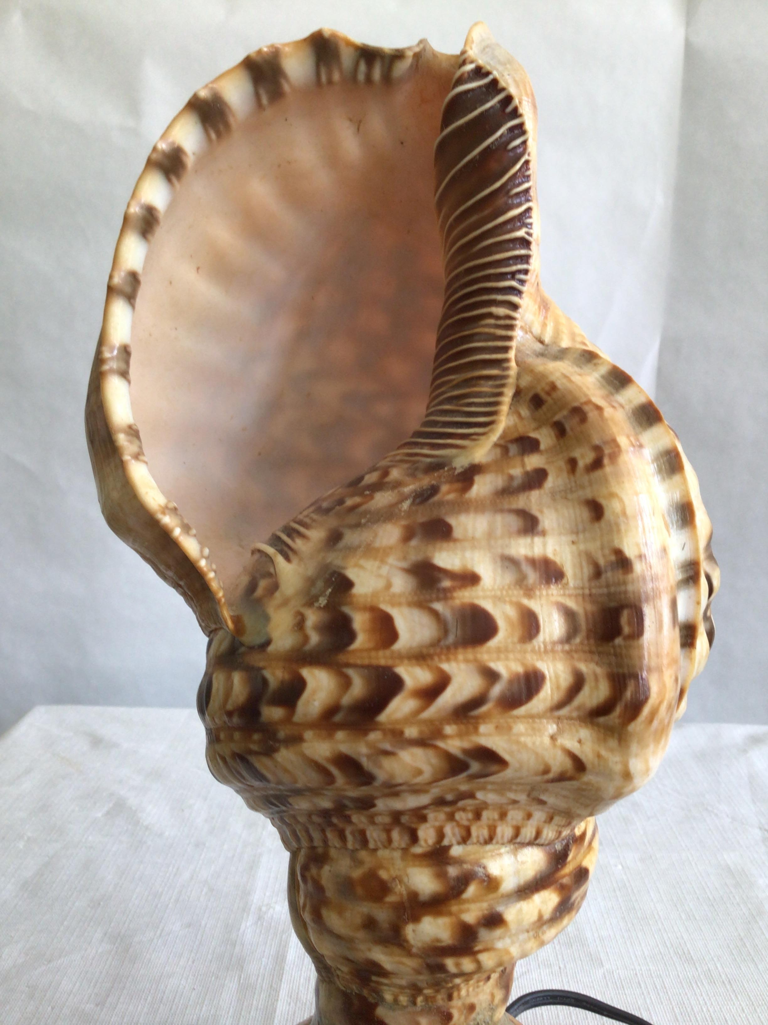 Mid-20th Century 1940s Triton Conch Shell Lamp On Coconut Base For Sale