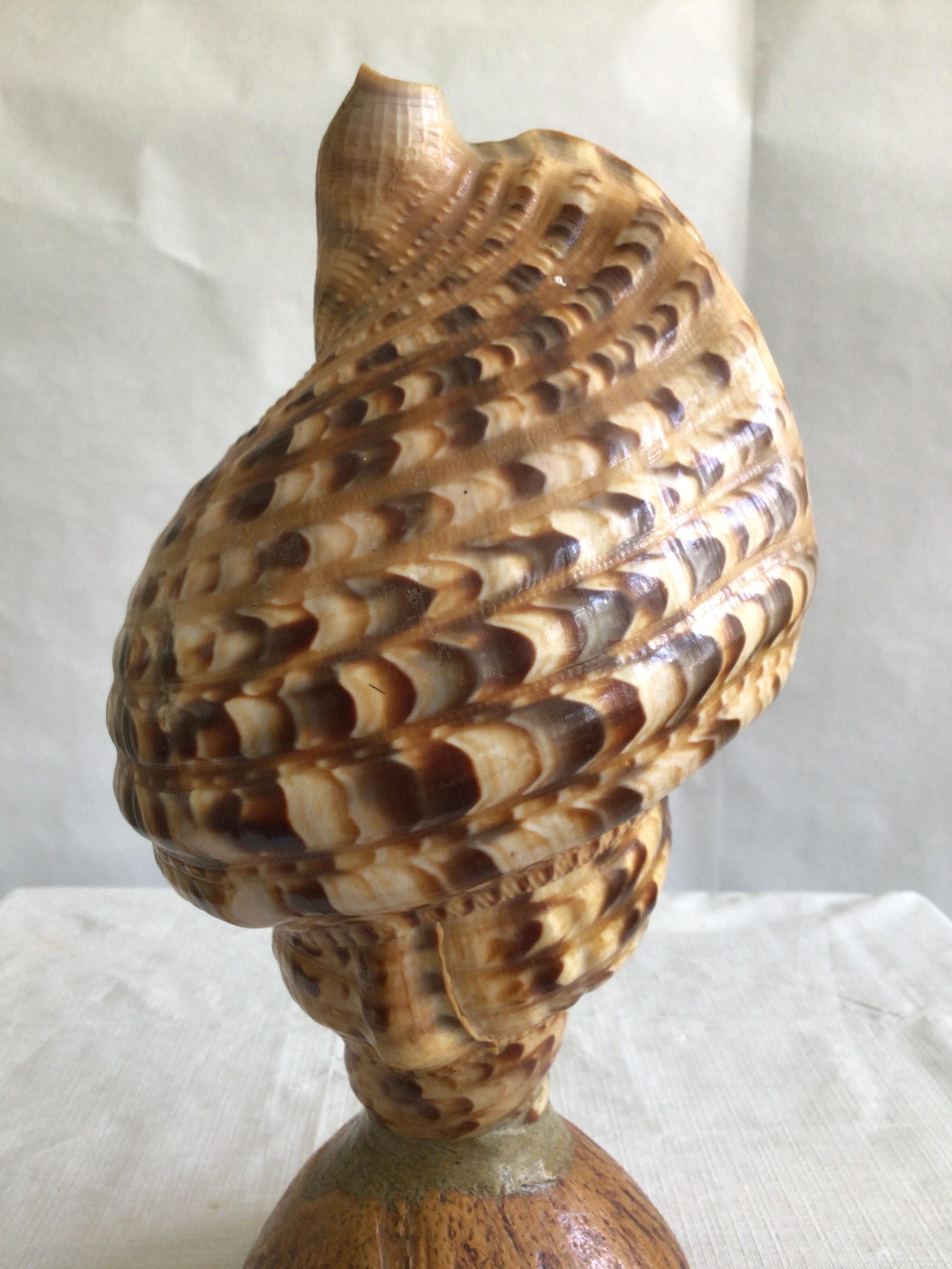 1940s Triton Conch Shell Lamp On Coconut Base For Sale 1