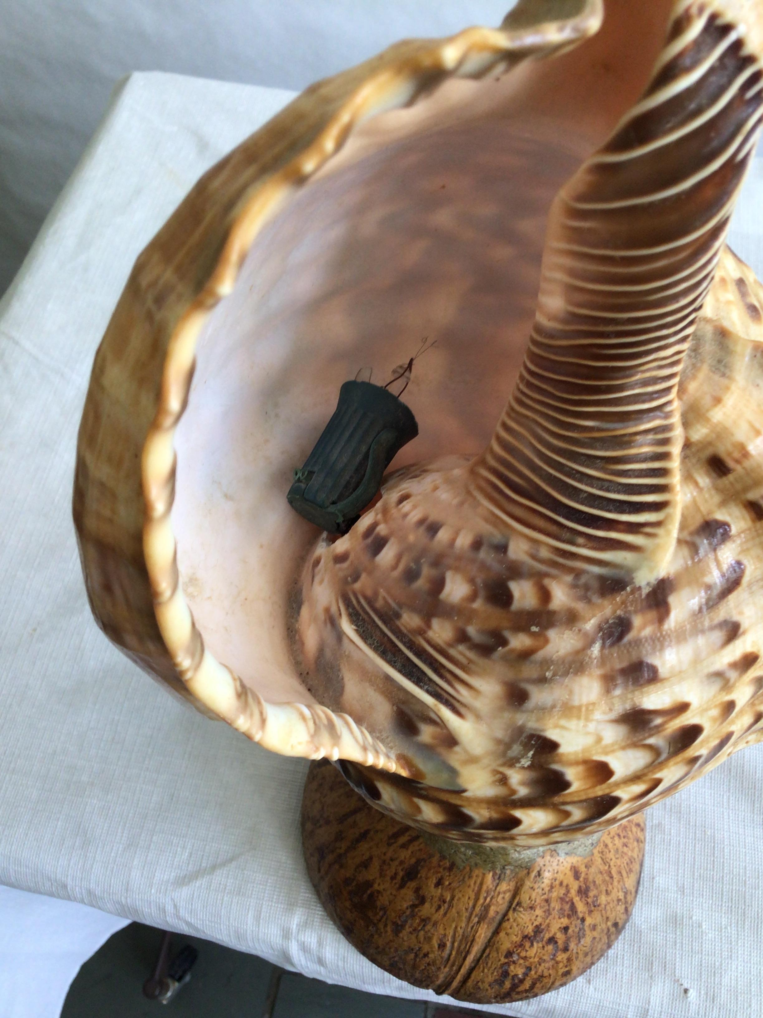1940s Triton Conch Shell Lamp On Coconut Base For Sale 3