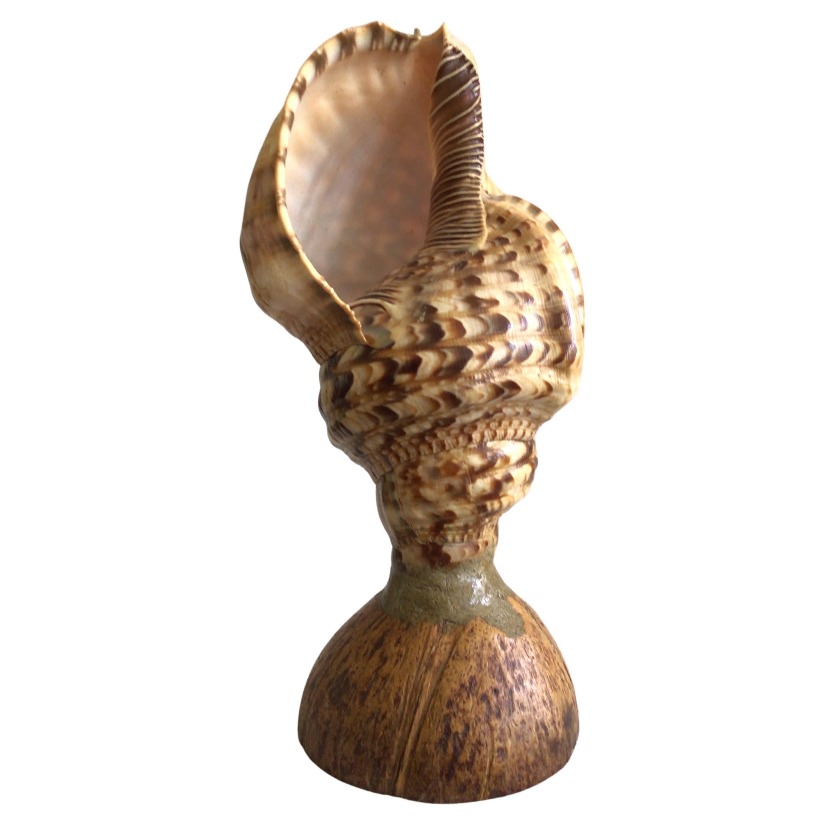 Triton Conch Shell Lampe des années 1940 sur base de noix de coco