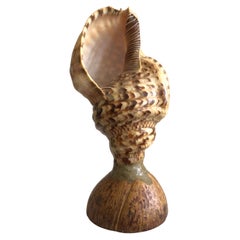1940s Triton Conch Shell Lamp On Coconut Base