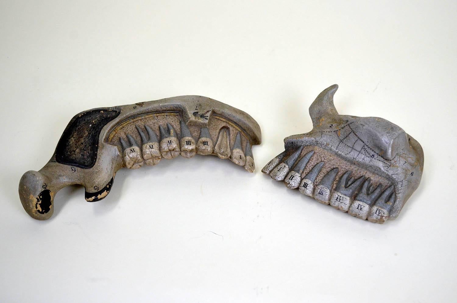 1940s Vintage Anatomical Jaw Model in Rubber Made in England For Sale 4