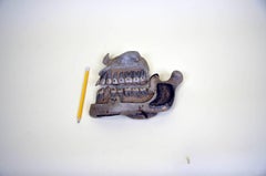 1940s Vintage Anatomical Jaw Model in Rubber Made in England