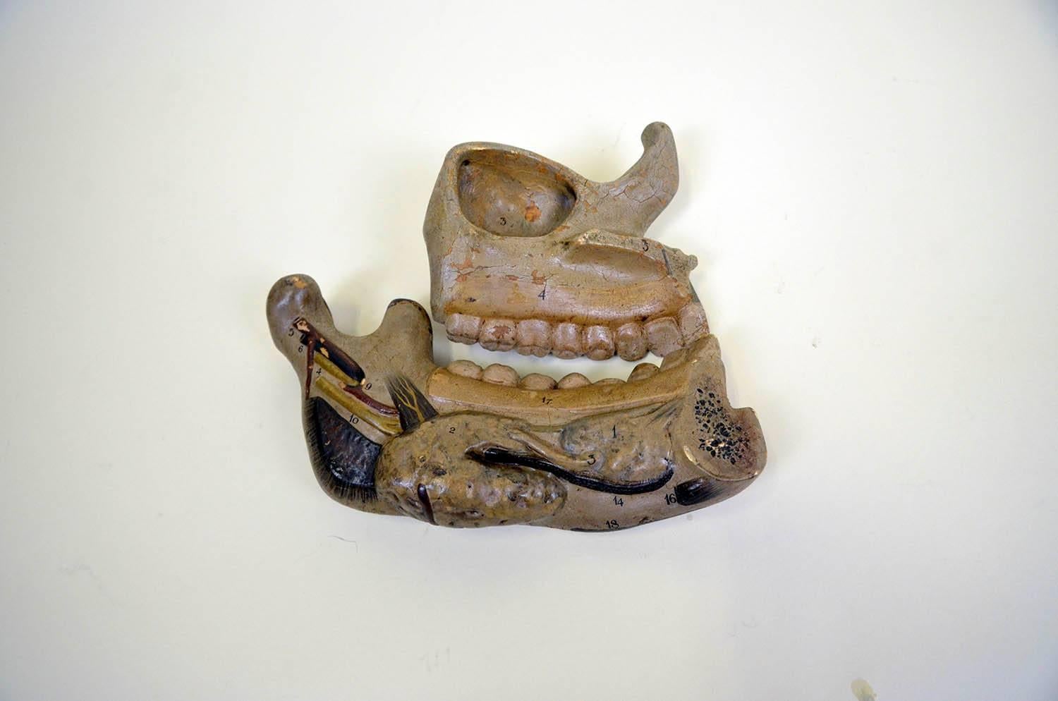 Industrial 1940s Vintage Anatomical Jaw Model in Rubber Made in England For Sale