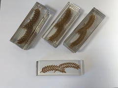 1942 Rene Lalique Hortense Set of 12 Knife Rests Clear Glass Sepia Stain Leaves