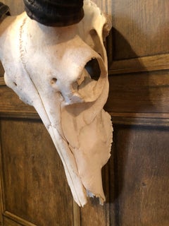 Teschio di antilope africana del 1950