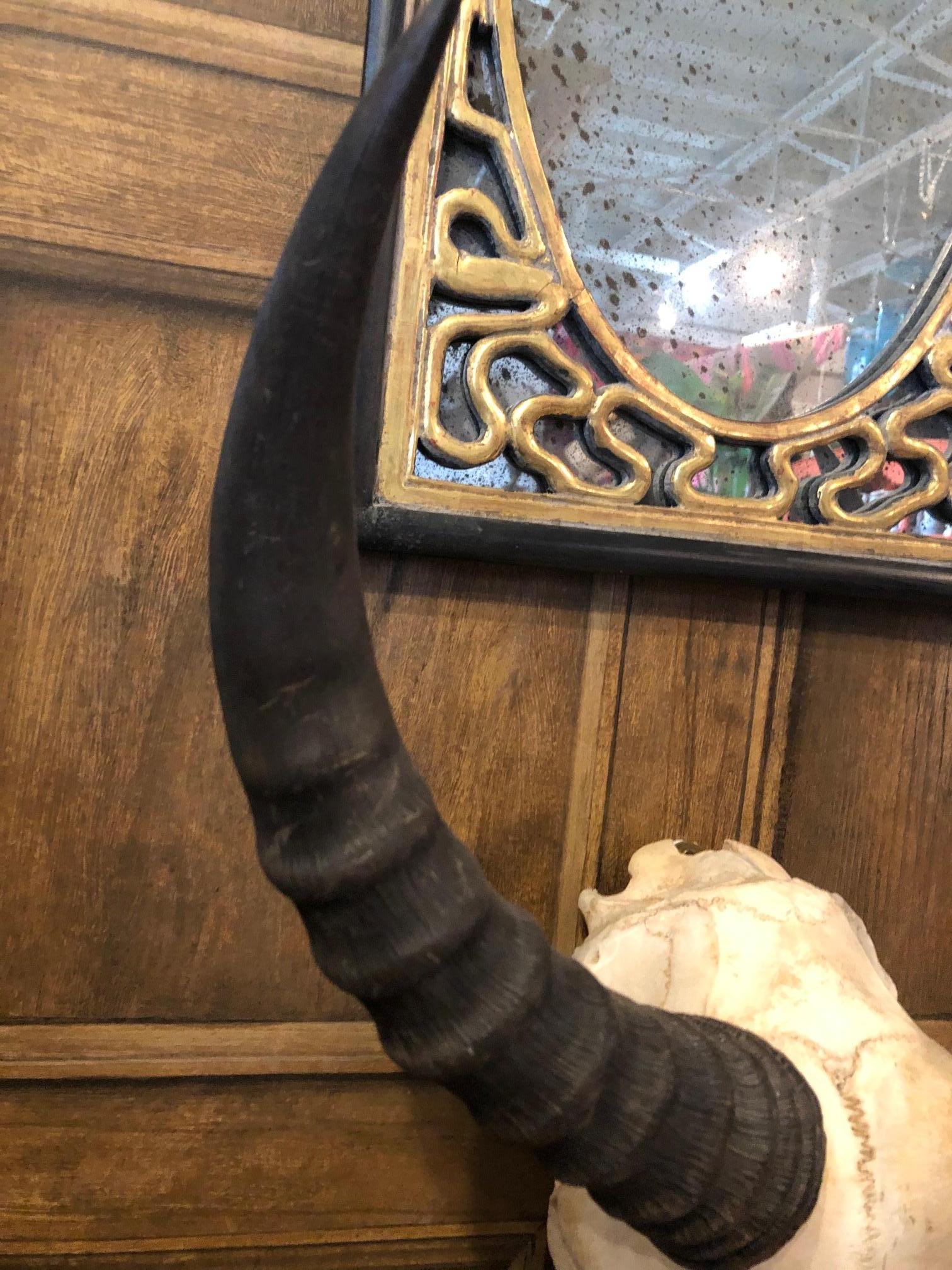 1950s African Antelope Skull In Good Condition For Sale In Dallas, TX