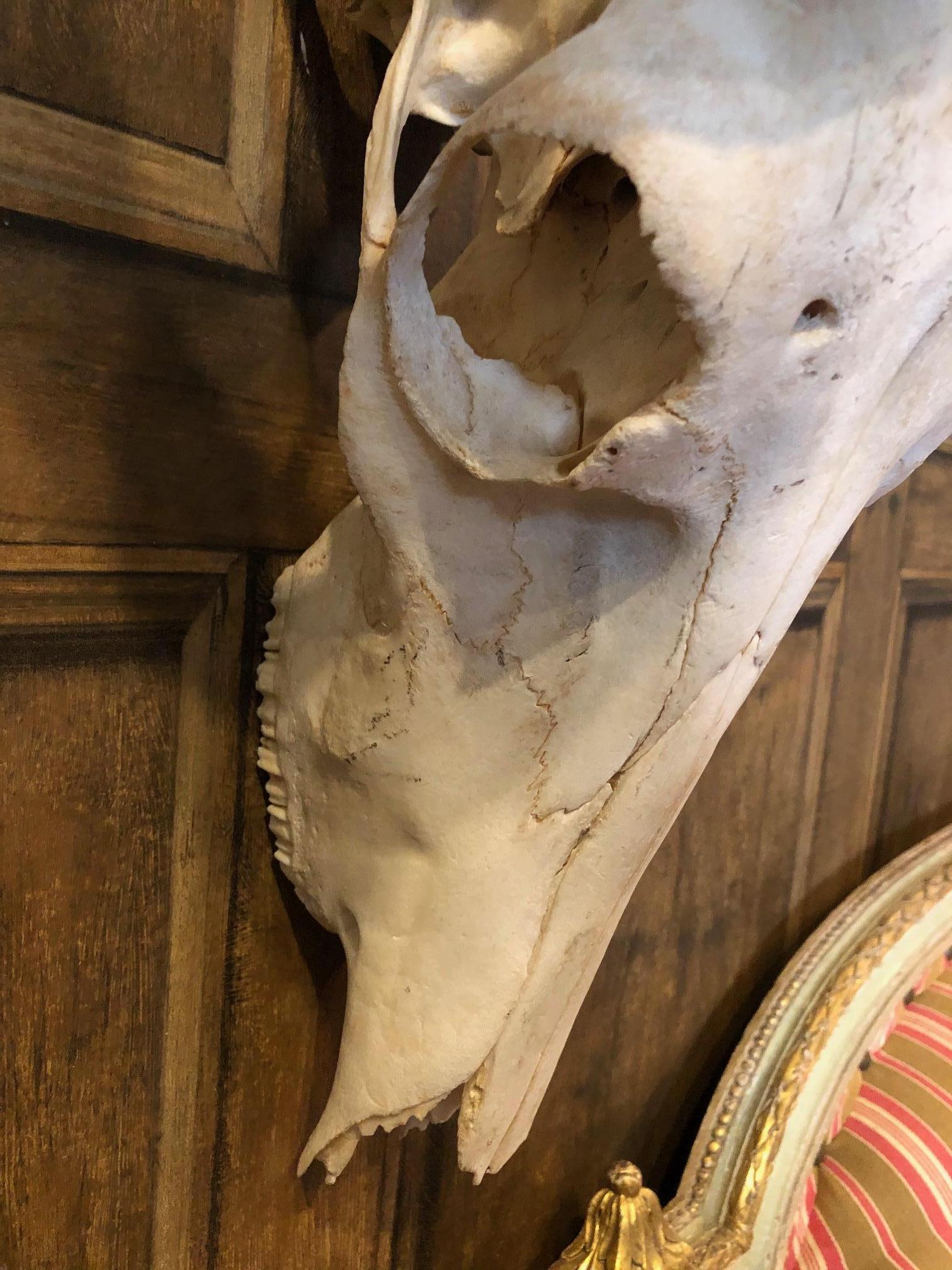 Bone 1950s African Antelope Skull For Sale