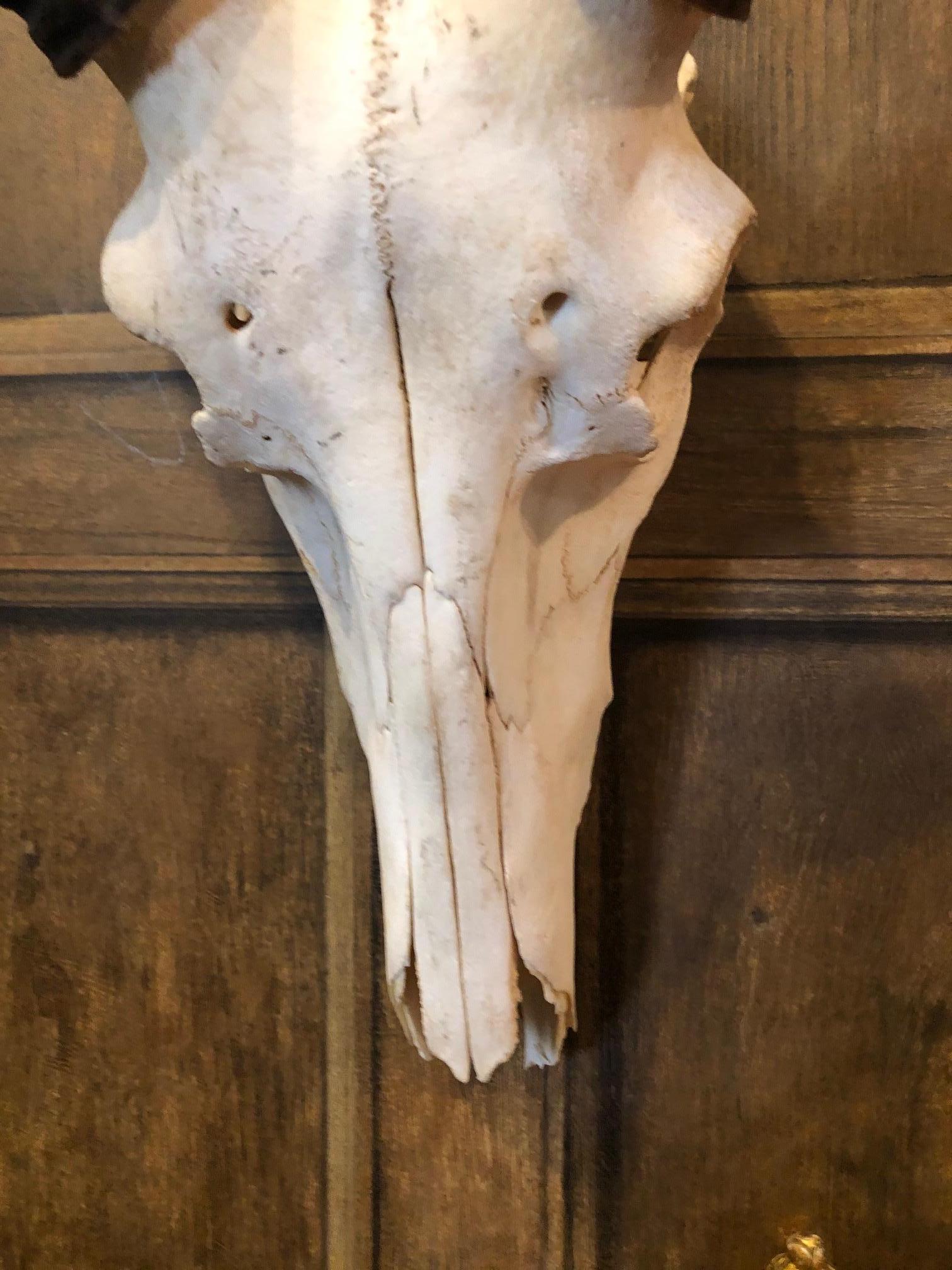 1950s African Antelope Skull For Sale 1