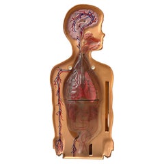 Vintage 1950s American Anatomical Teaching Respiratory Child's Illuminated Model