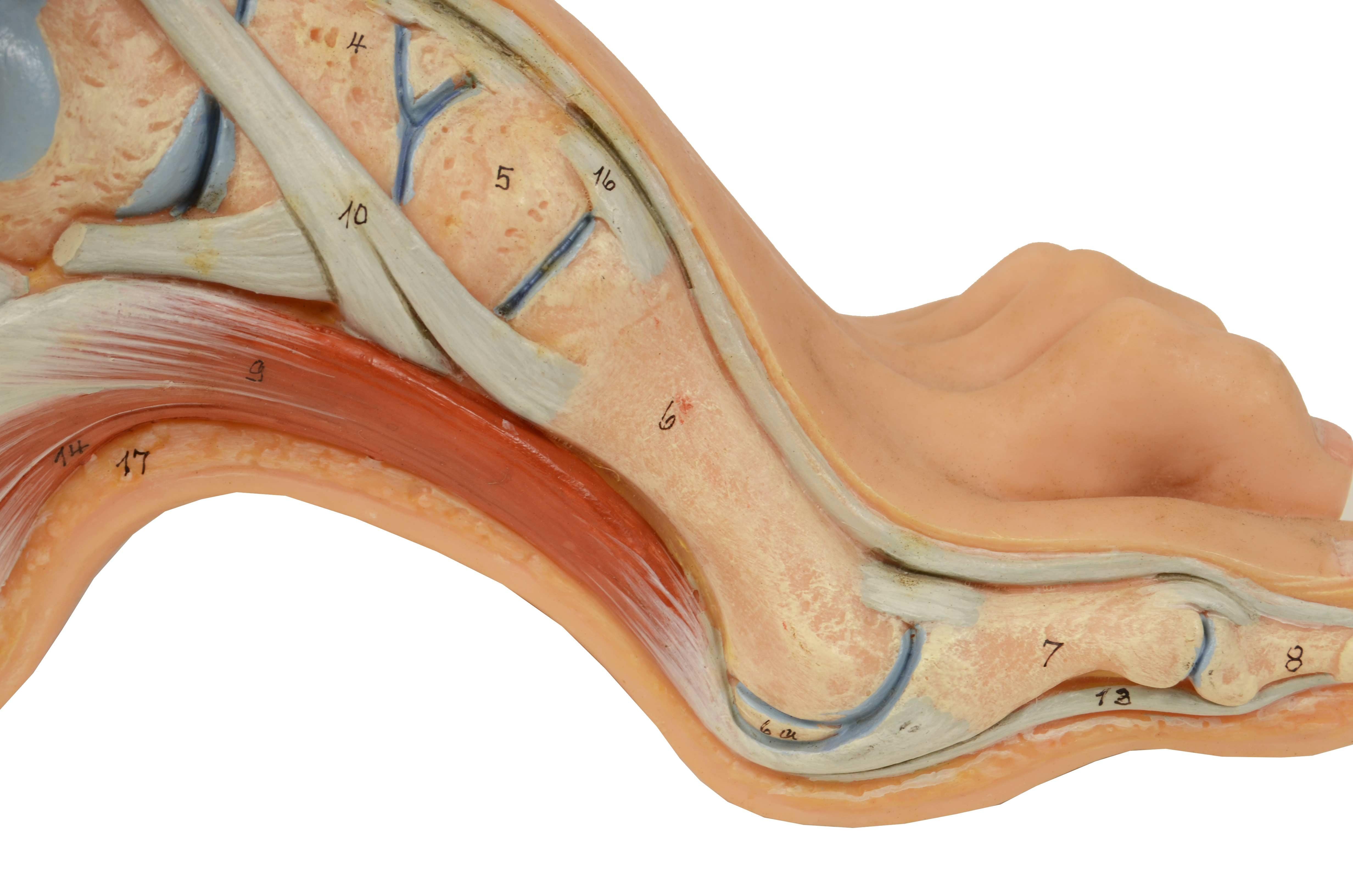 Anatomisches Lehrmodell in normaler Größe aus den 1950er Jahren, das einen Hoolow-Fuß zeigt  im Zustand „Gut“ im Angebot in Milan, IT