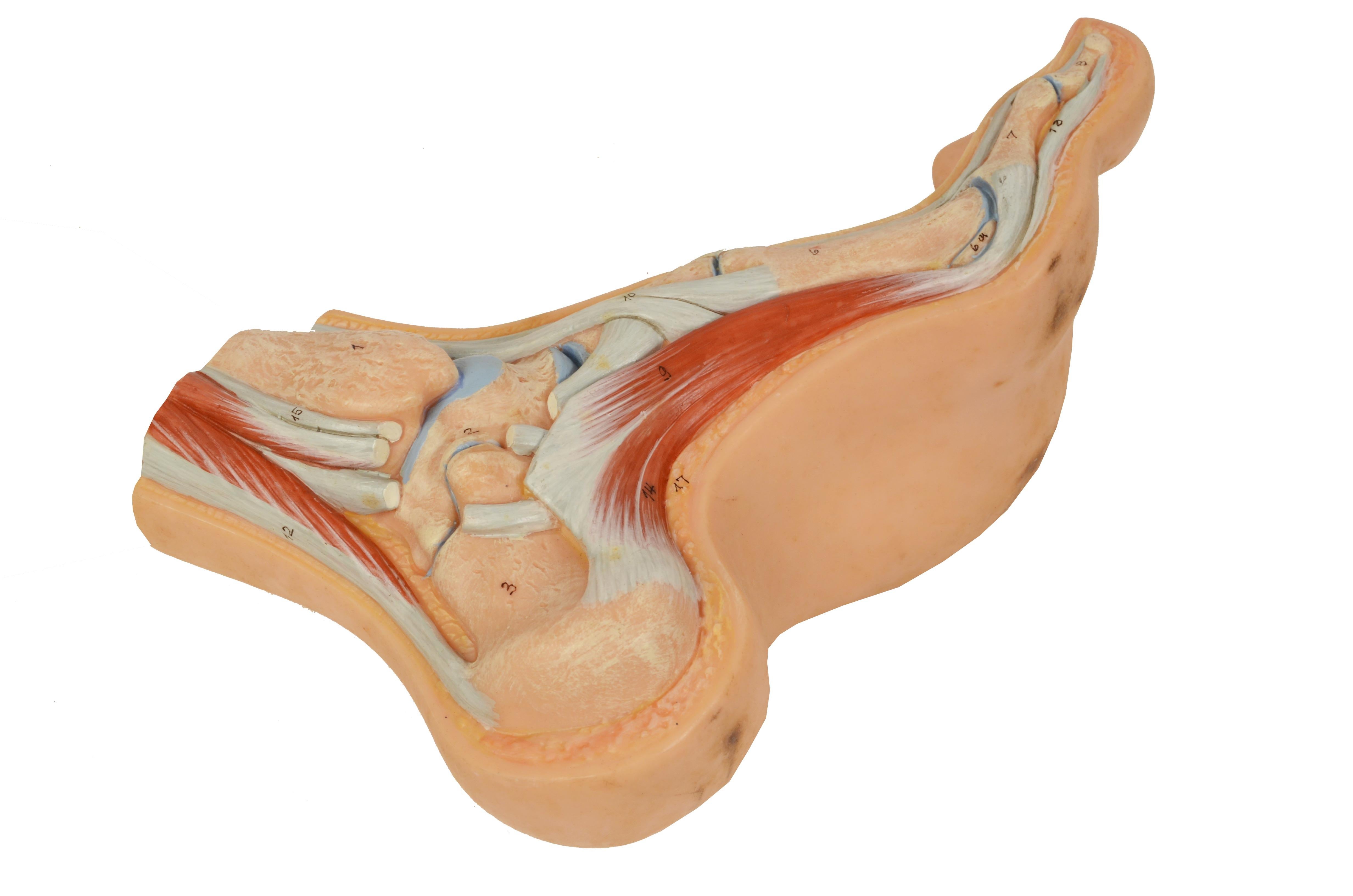 1950s Anatomical Teaching Model Of Normal Size Depicting A Hoolow Foot  For Sale 4
