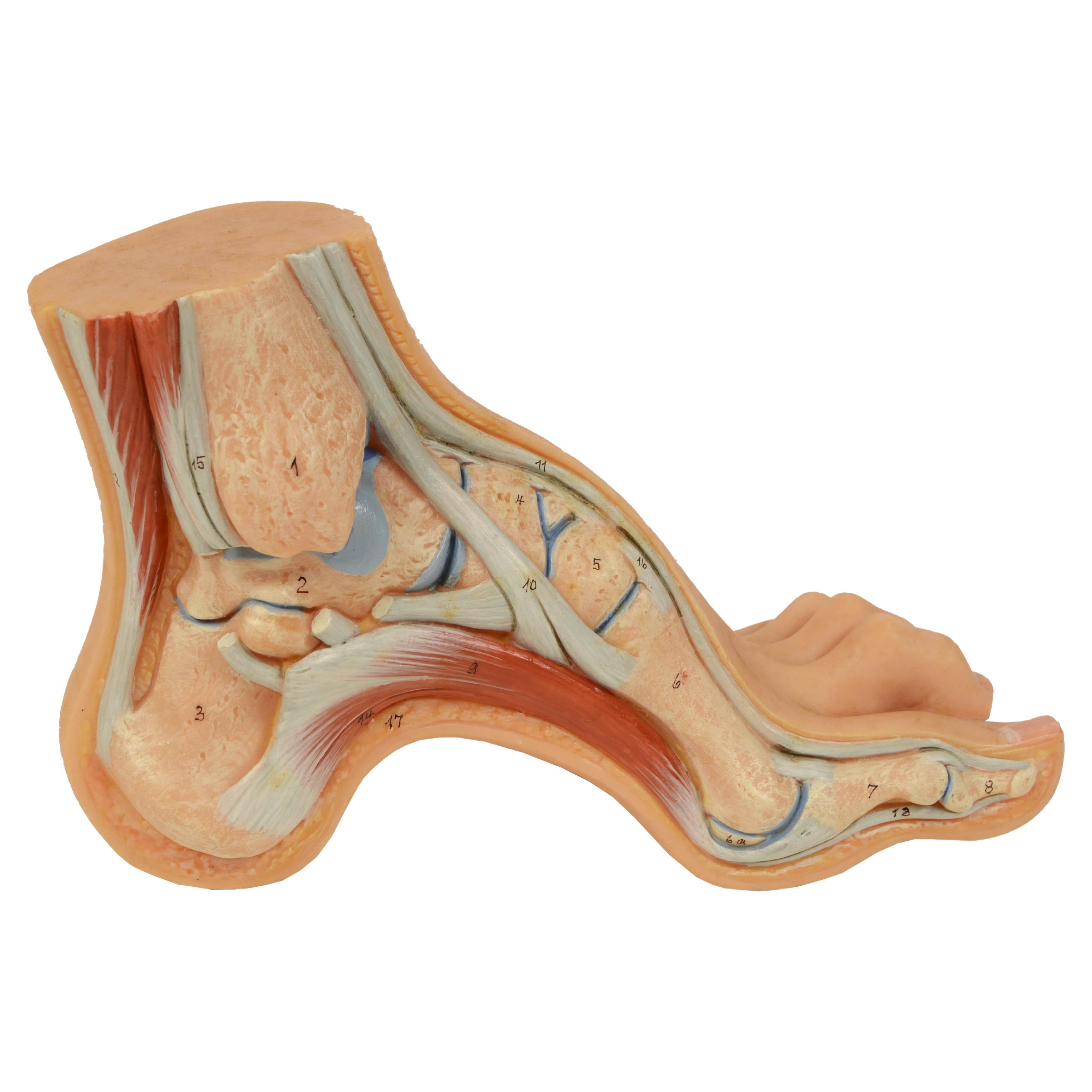 Anatomisches Lehrmodell in normaler Größe aus den 1950er Jahren, das einen Hoolow-Fuß zeigt  im Angebot