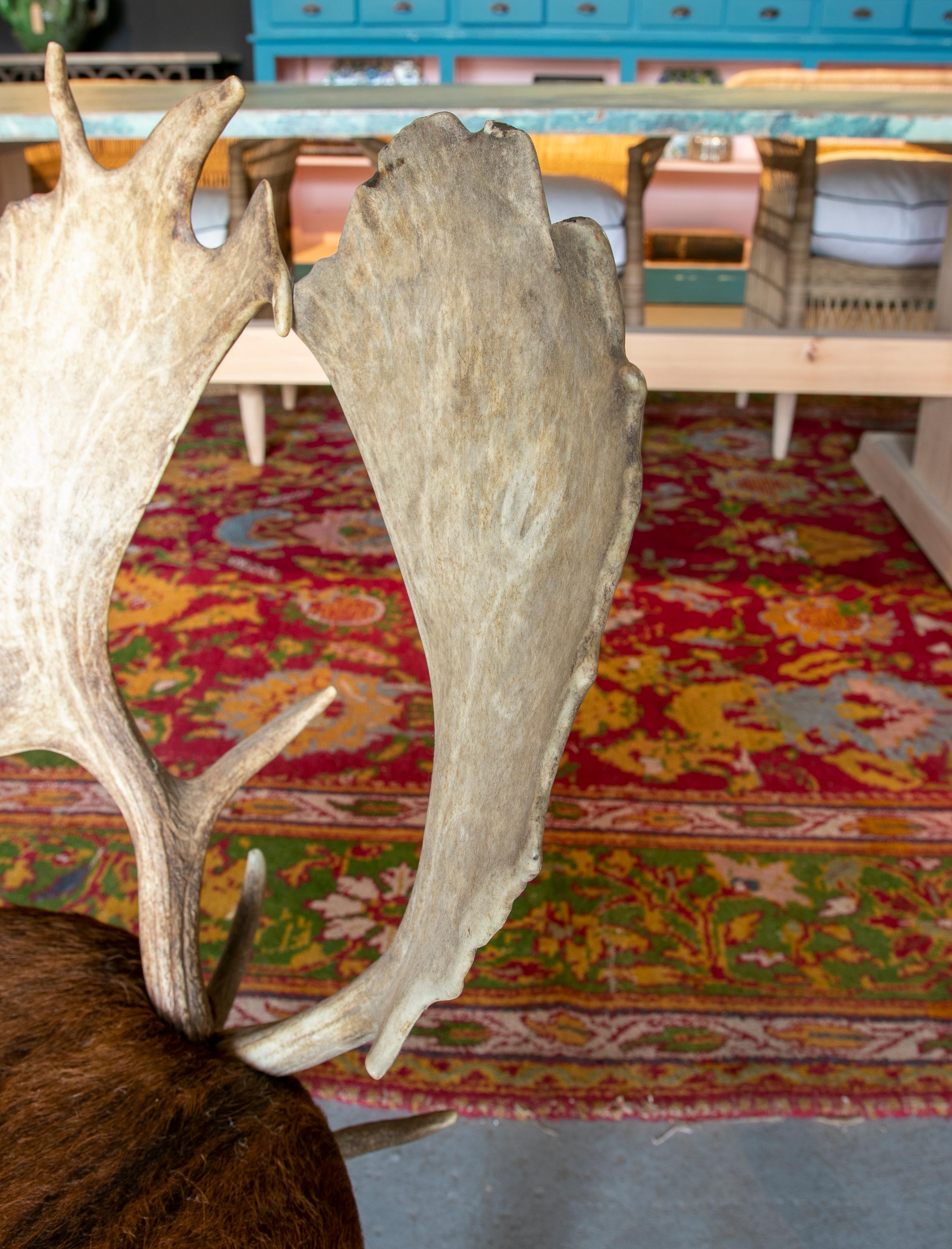 Silla austriaca de los años 50 con asientos de piel de ciervo, patas de pezuña y respaldo de cornamenta 4