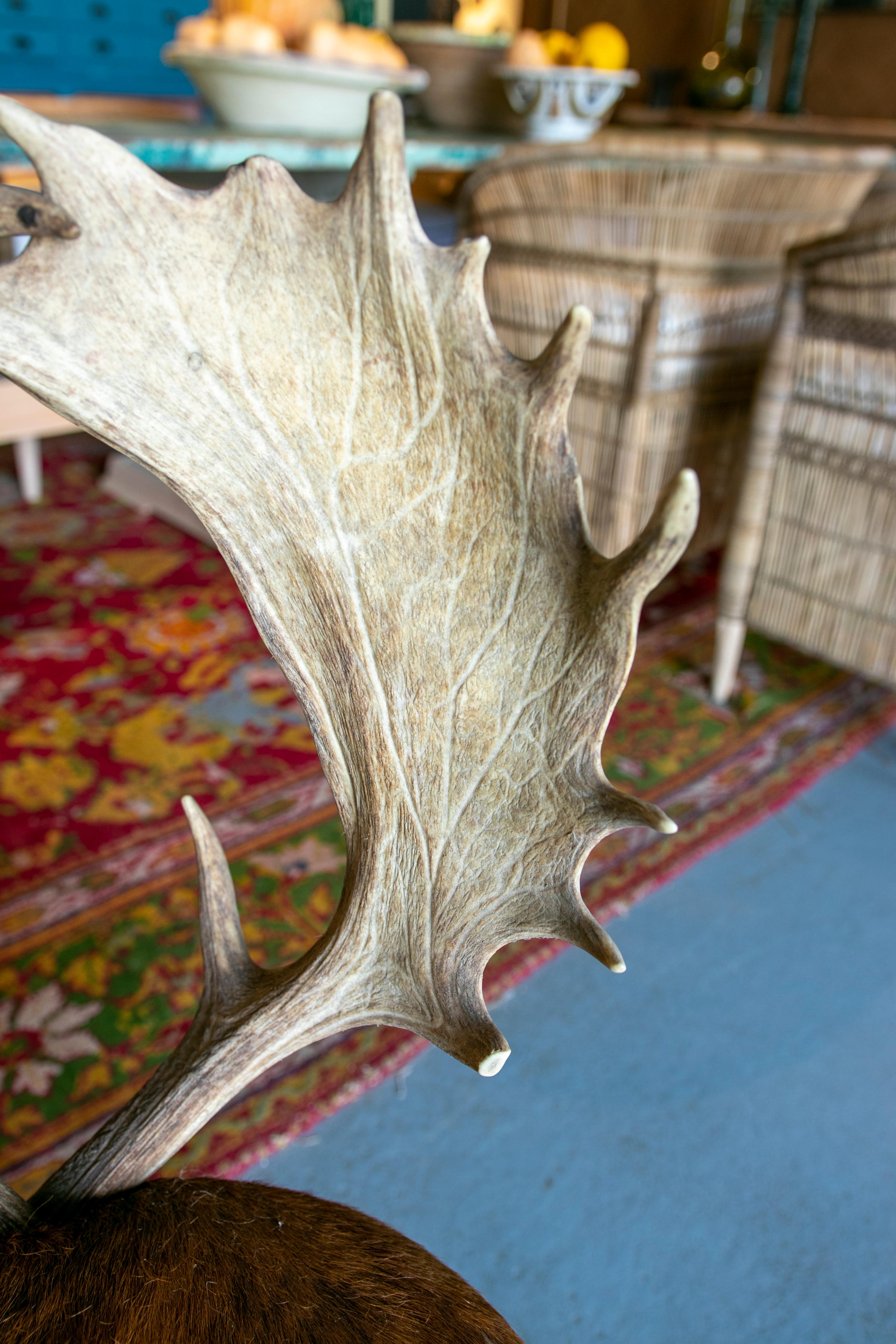 Chaise autrichienne des années 1950 avec assise en cuir de cerf, pieds en sabot et dossier en bois de cerf 6