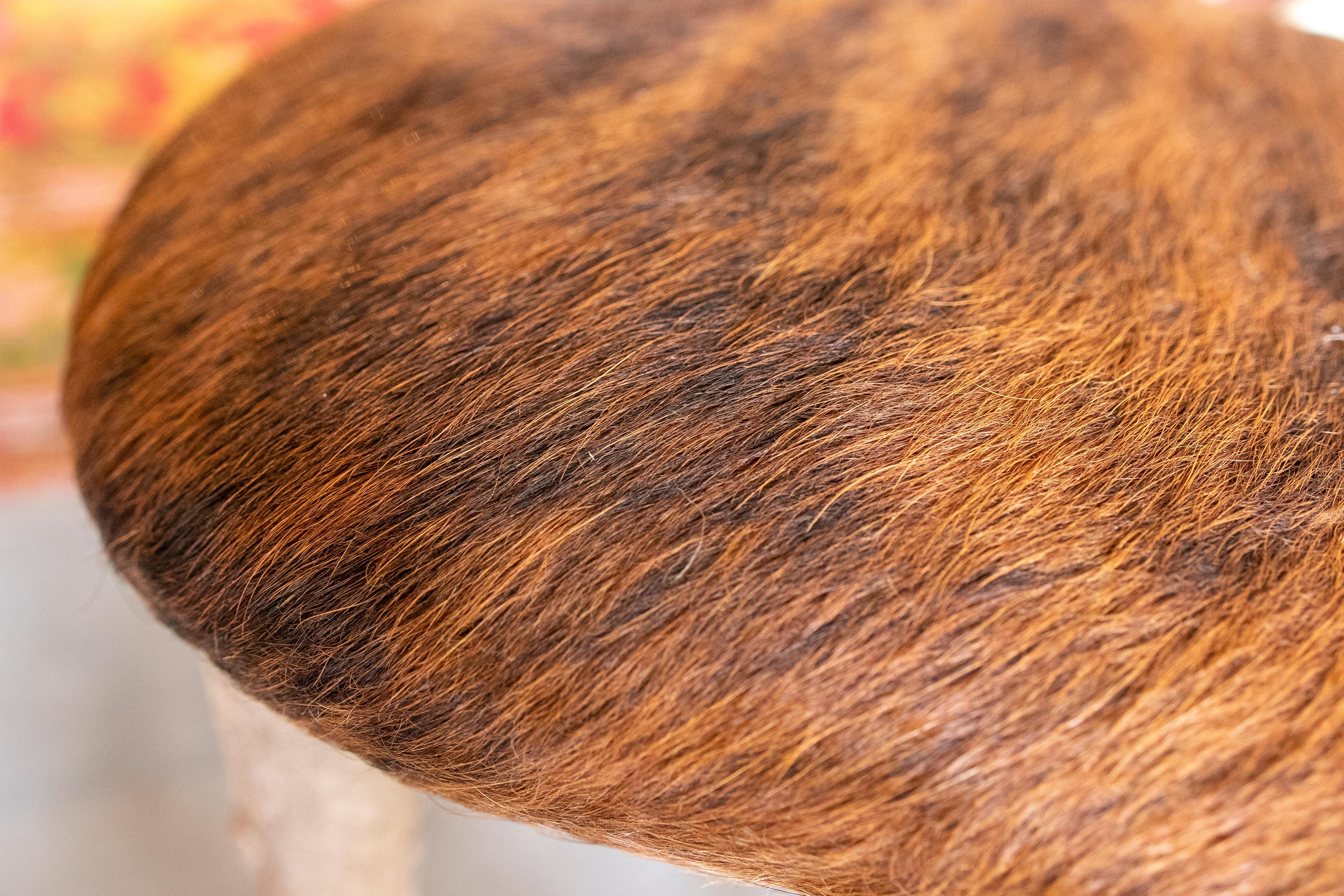 Silla austriaca de los años 50 con asientos de piel de ciervo, patas de pezuña y respaldo de cornamenta 7