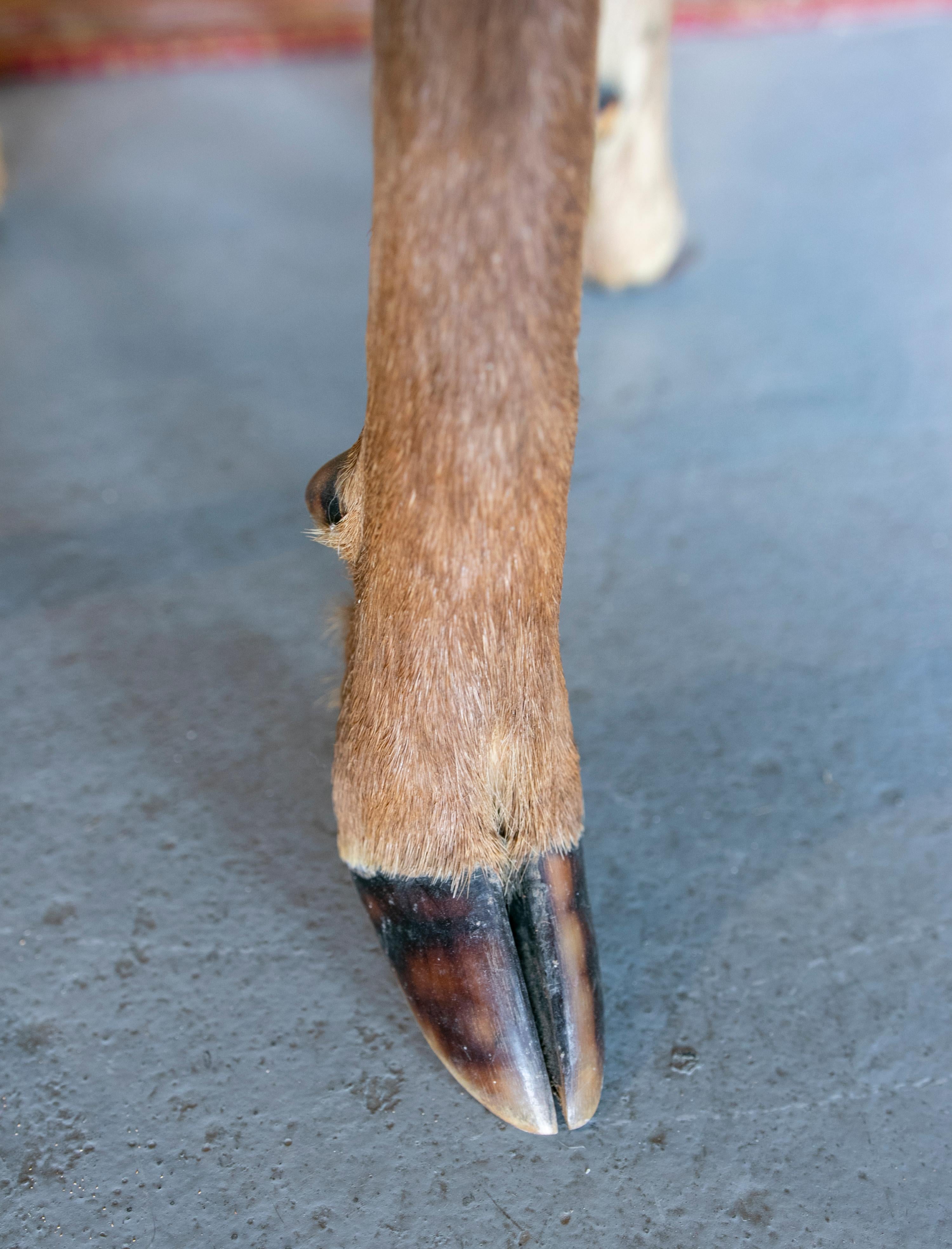 1950s Austrian Chair w/ Deer Leather Seats, Hoof Legs & Antlers Backrest 3