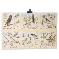 Cartel educativo sobre aves de los años 50
