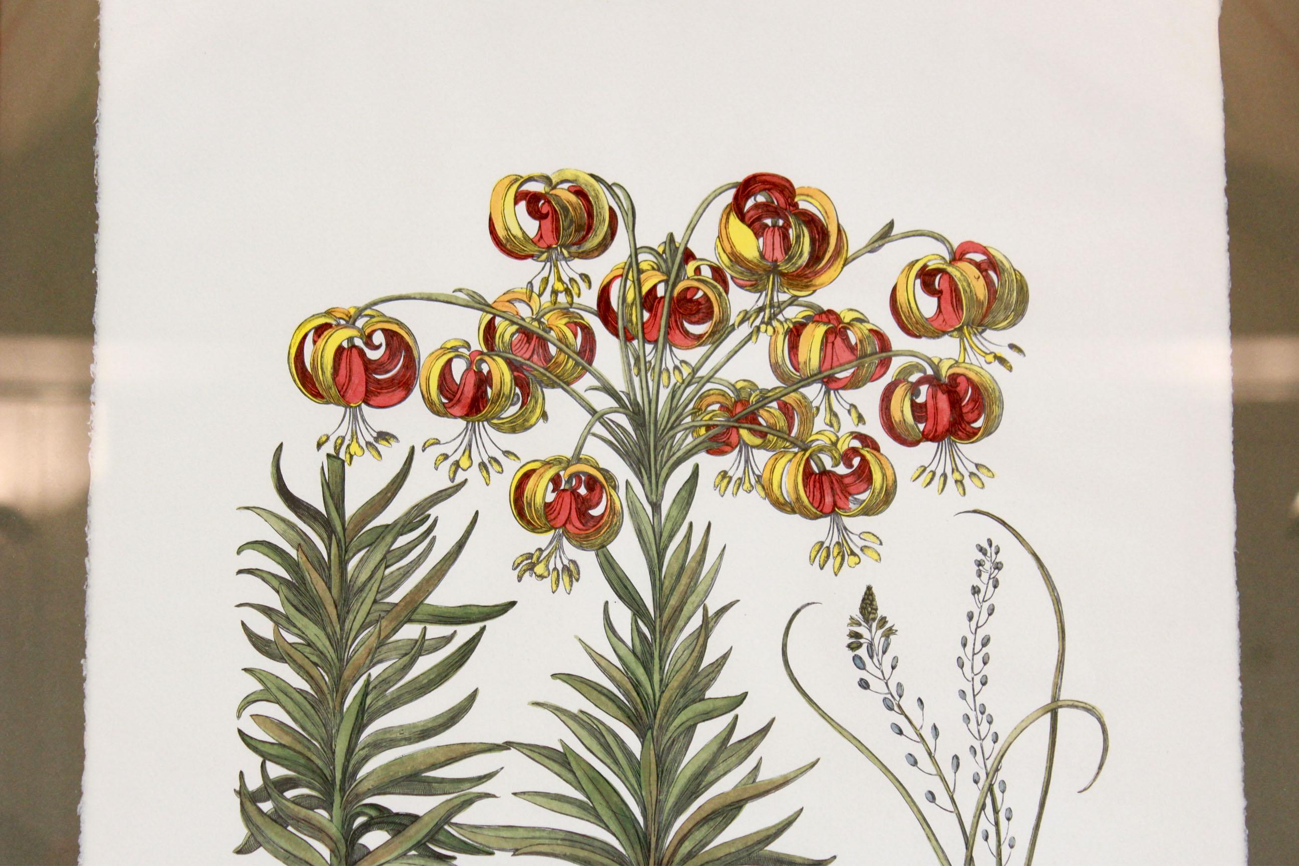 Mid-Century Modern Botanical prints 