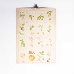 1950's Botanical Educational Poster