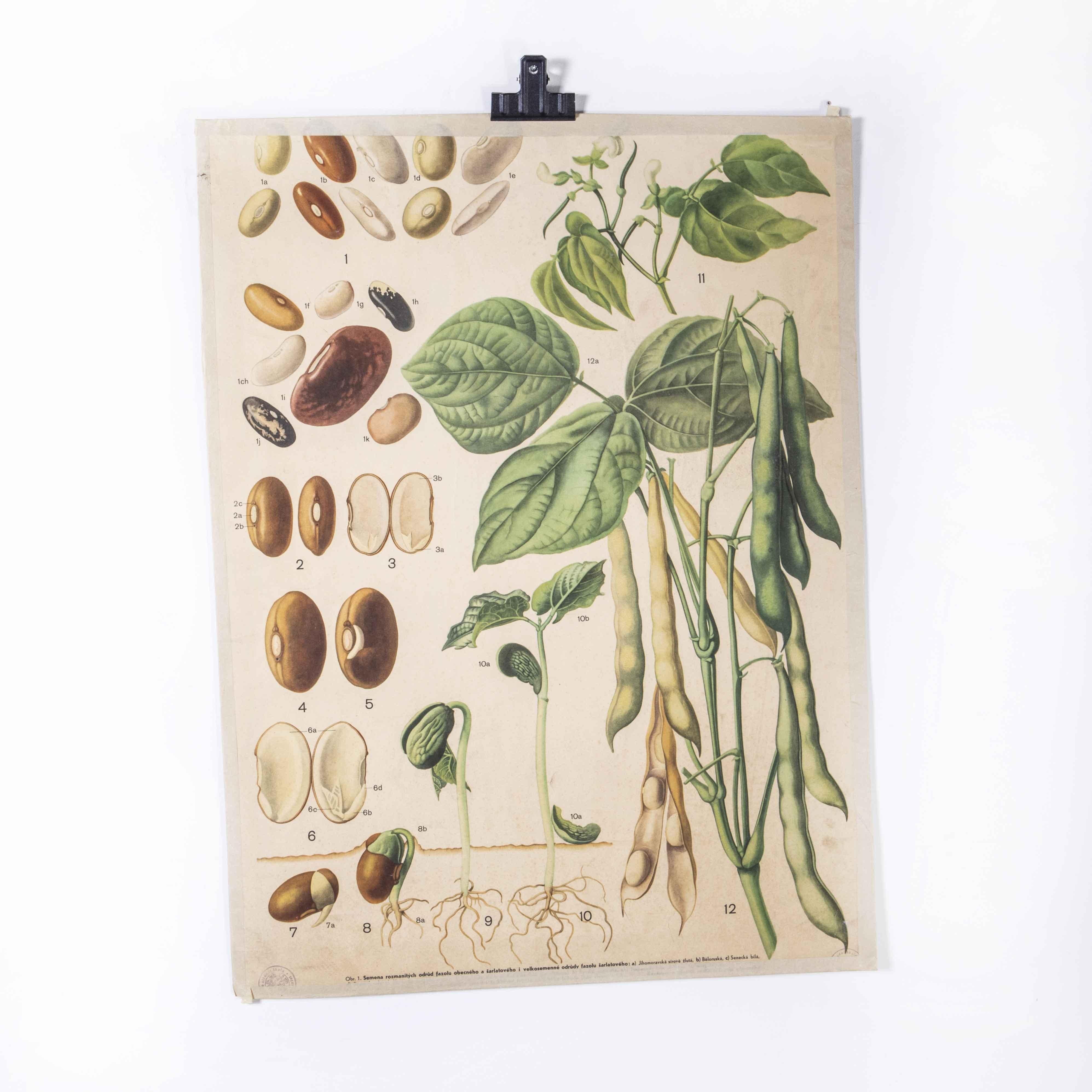 1950’s Broad Bean Educational Poster
1950’s Broad Bean Educational Poster. 20th century Czechoslovakian educational chart. A rare and vintage wall chart from the Czech Republic illustrating the growth and structure of a broad bean. This heavyweight