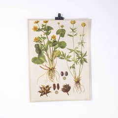 1950's Buttercup Educational Poster