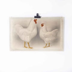 1950's Chicken Educational Poster