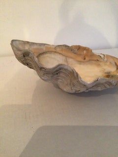 1950s Clam Shell