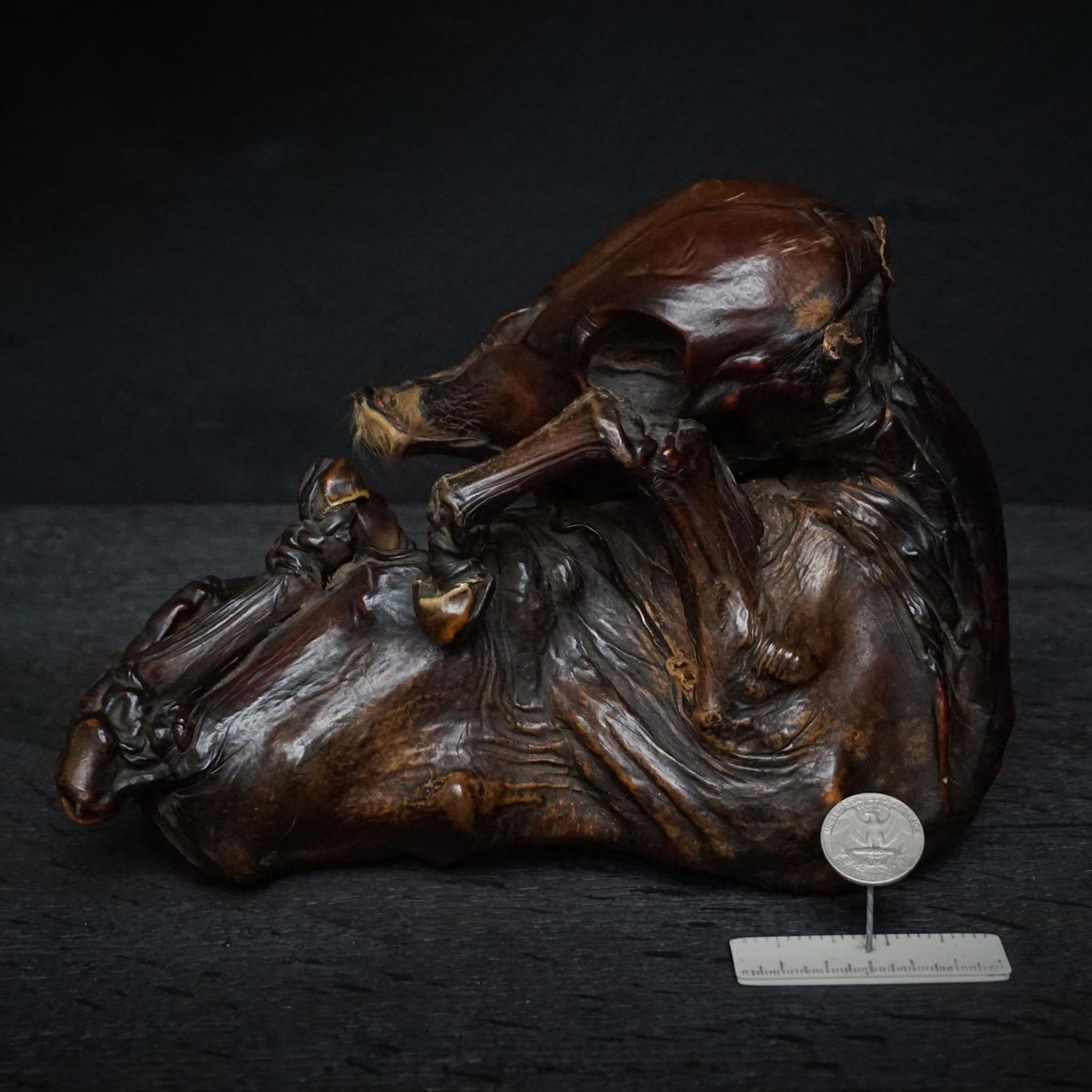 1950er Jahre Dutch Rare Mummified Veterinary Calf Foetus Specimen Kuriosität (Niederländisch) im Angebot