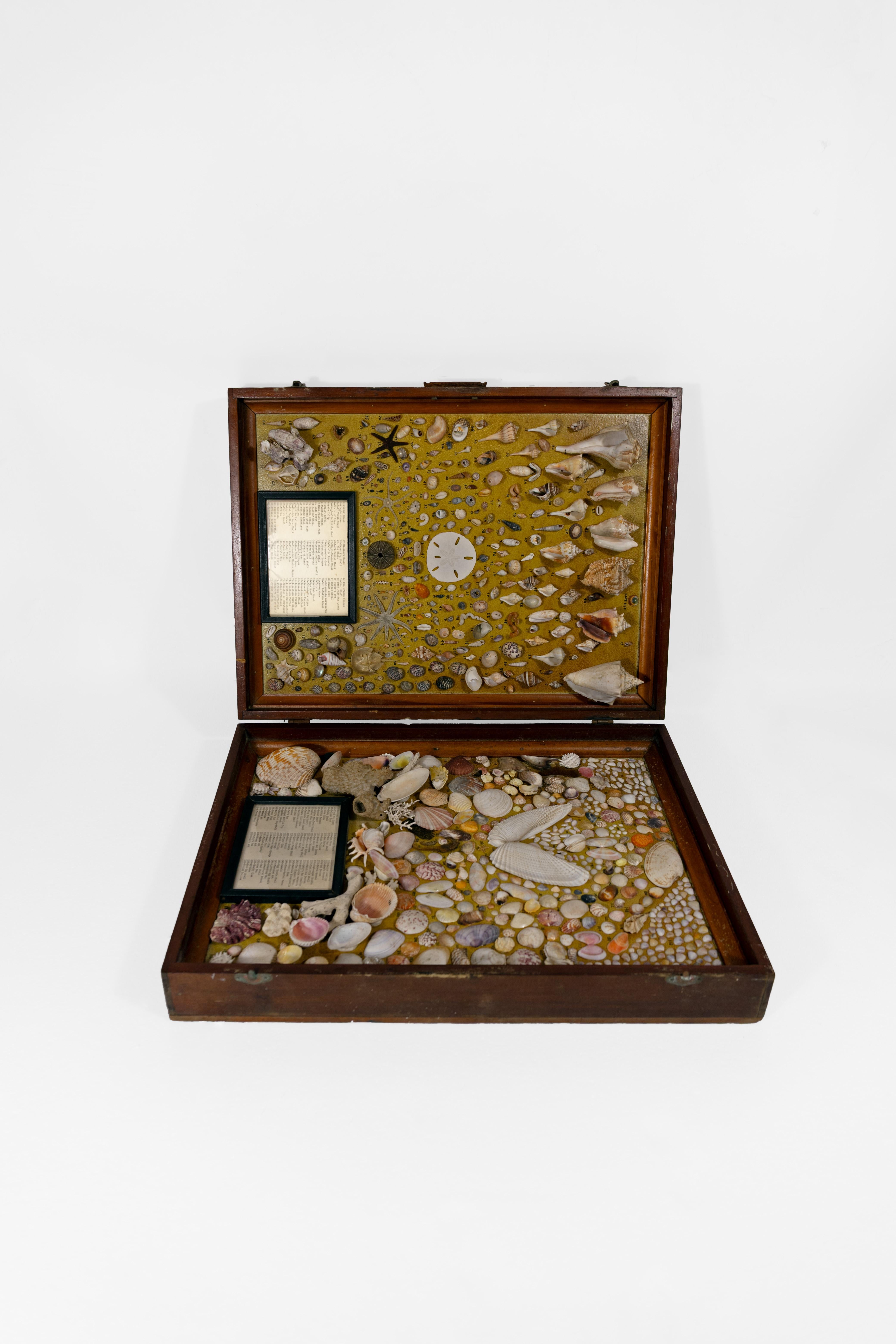 In a wooden case that opens flat, its original box intact and both sides flush, this hinged naturalist’s display houses 156 catalogued marine specimens, each numbered and precisely placed in a shadowbox display. Beyond the array of delicate