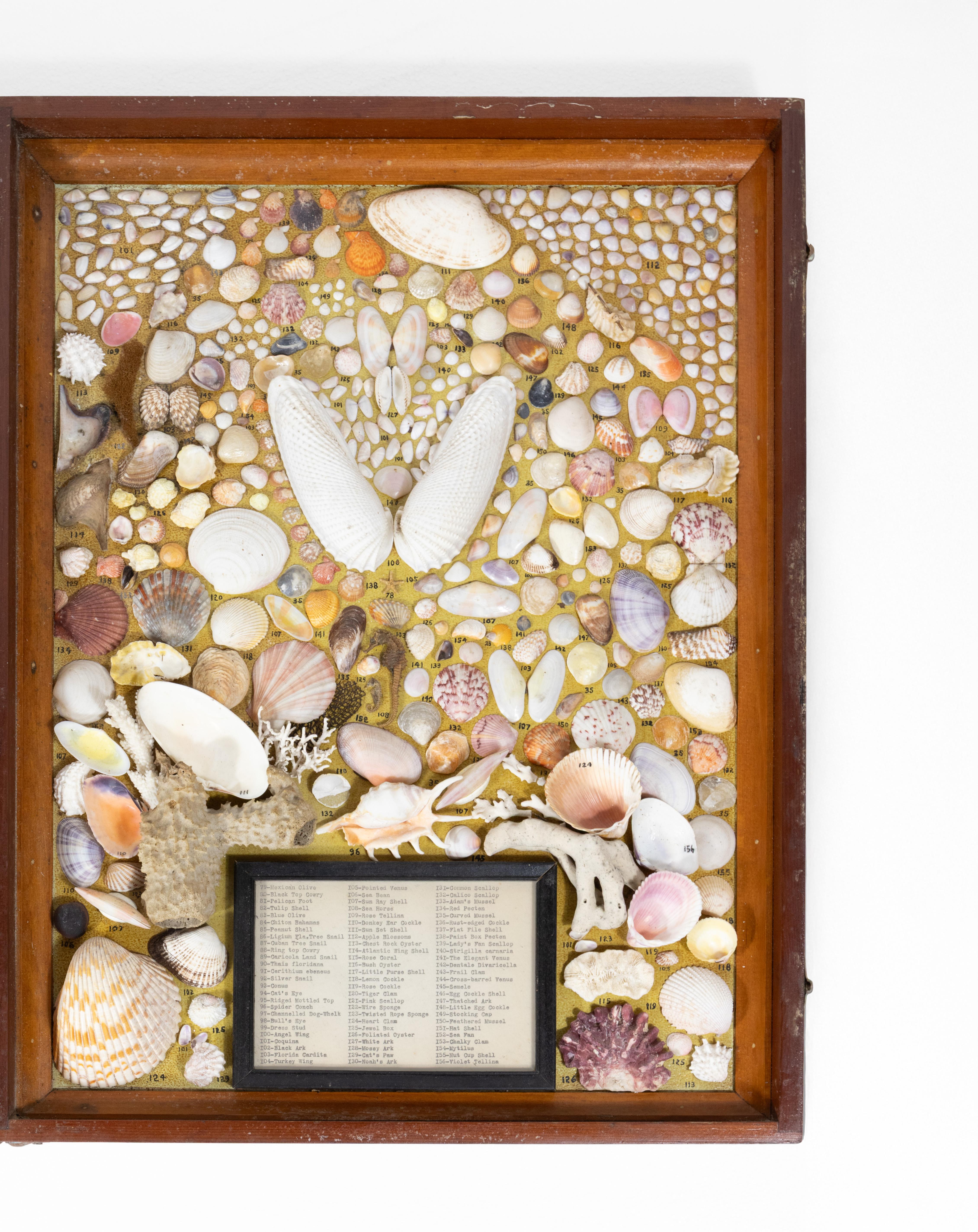 Unknown 1950s Framed Shadow Box Specimen Collection For Sale