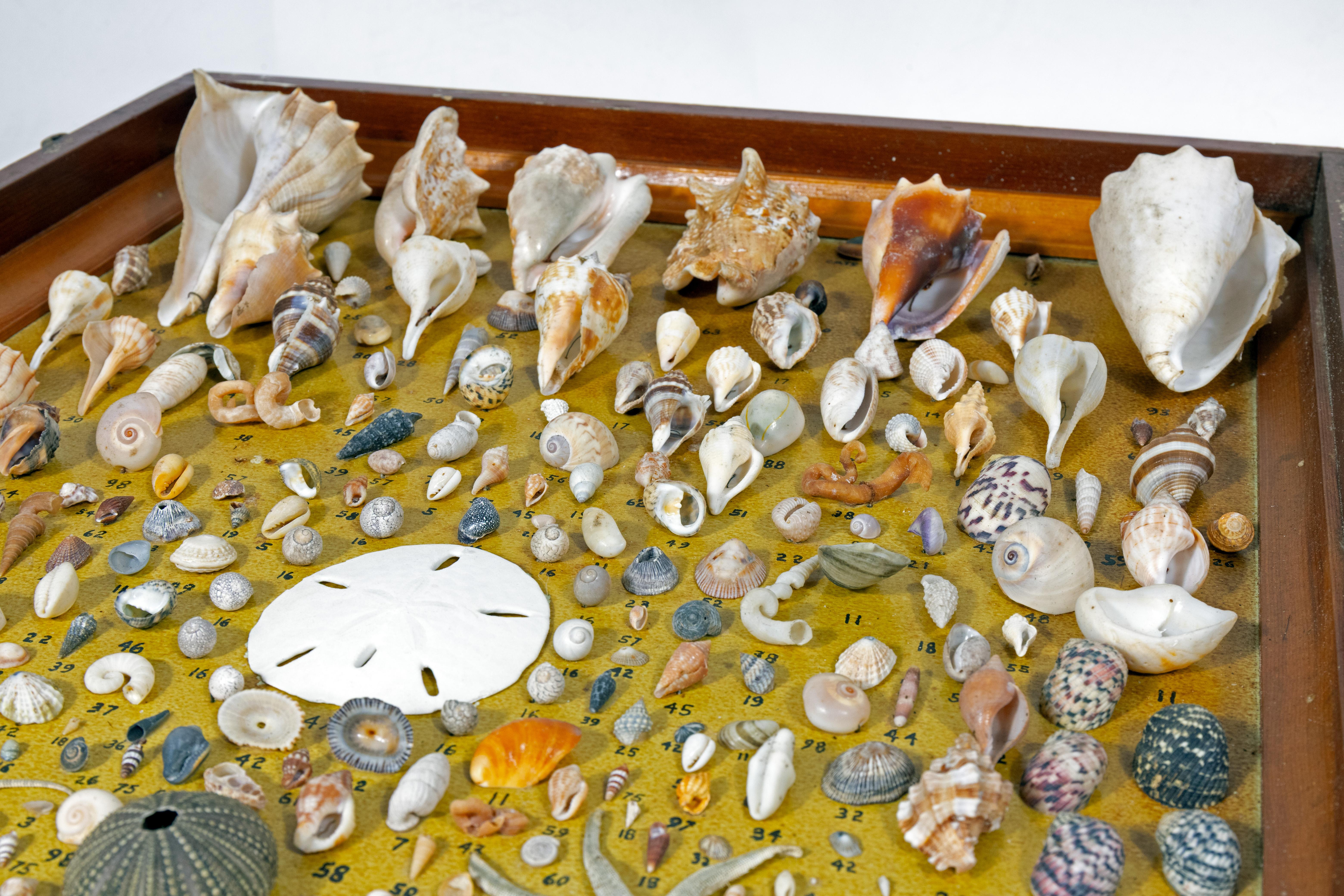 1950s Framed Shadow Box Specimen Collection In Good Condition For Sale In New York, NY