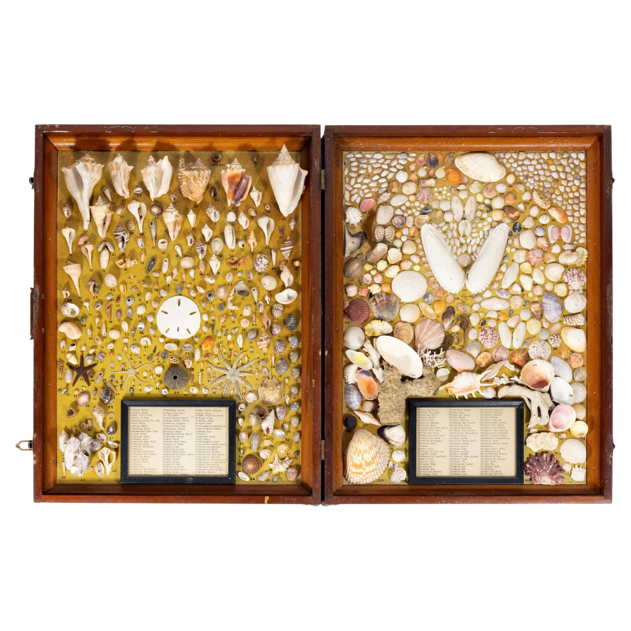 1950s Framed Shadow Box Specimen Collection