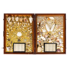 Vintage 1950s Framed Shadow Box Specimen Collection