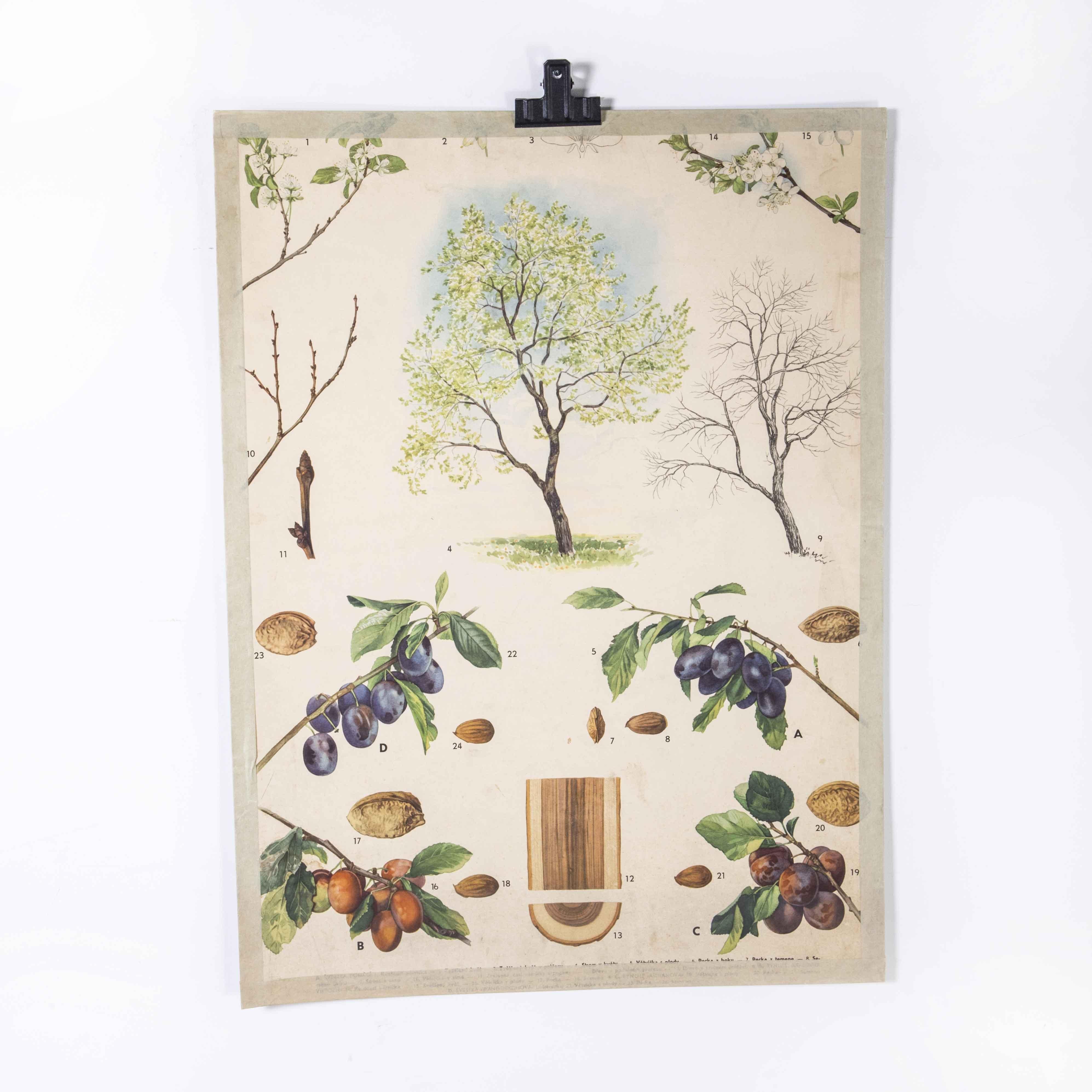 1950’s Grape Tree Educational Poster
1950’s Grape Tree Educational Poster. 20th century Czechoslovakian educational chart. A rare and vintage wall chart from the Czech Republic illustrating how grapes grow. This heavyweight paper poster is in