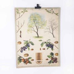 1950's Grape Tree Educational Poster