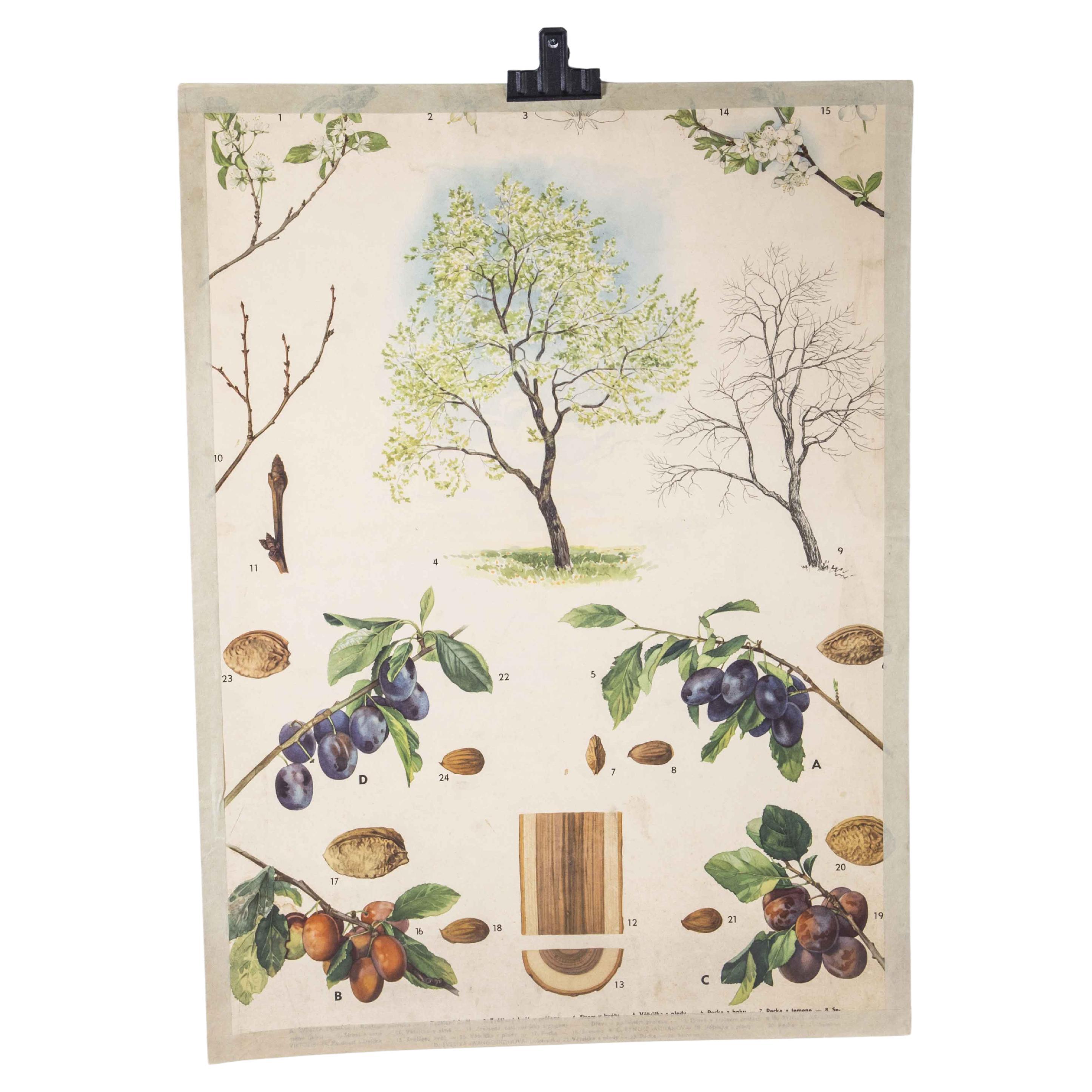 1950's Grape Tree Educational Poster