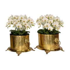 1950s Hammered Brass Lion Head Handles & Decorative Feet Cachepots - A Pair