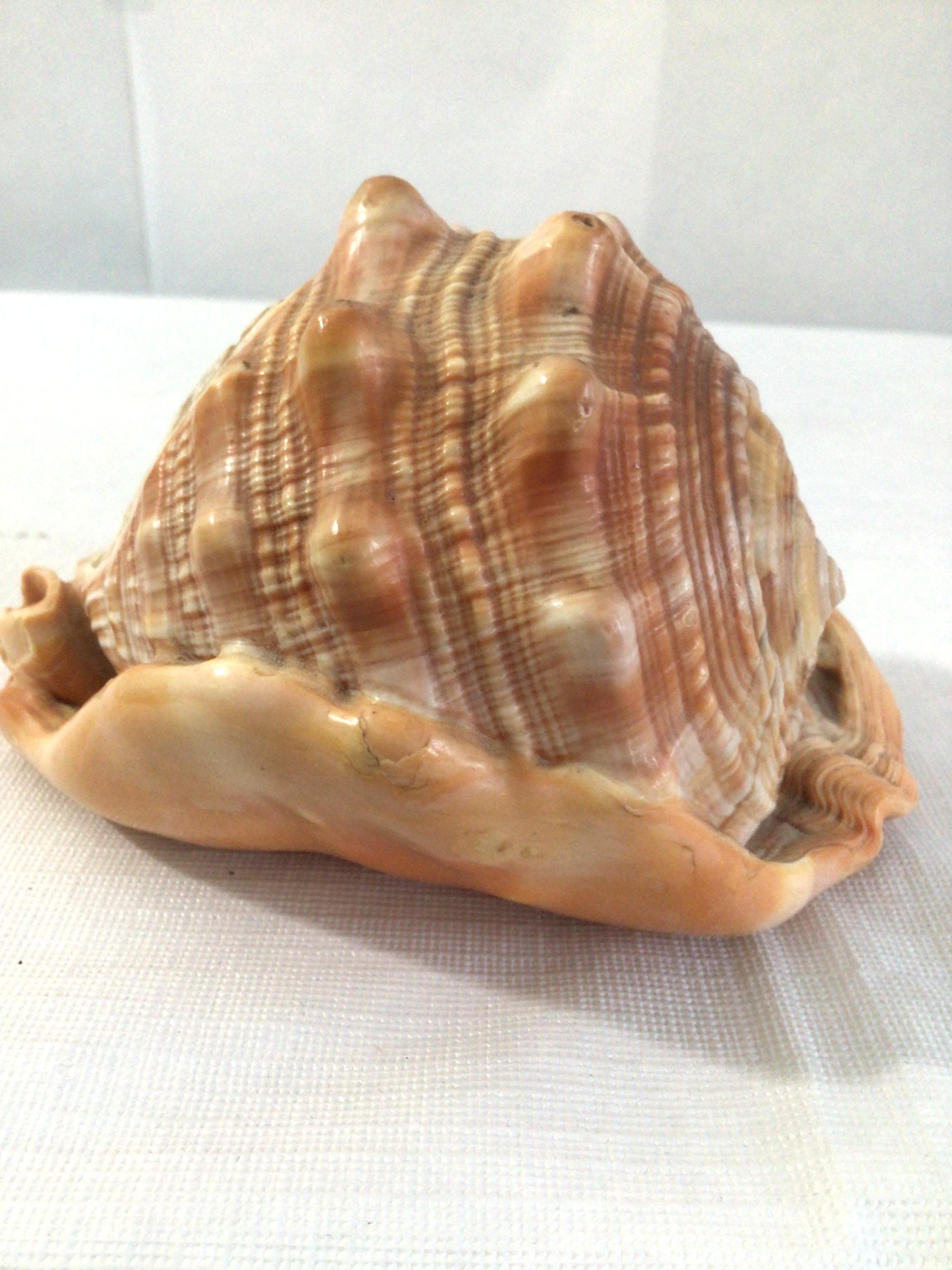 1950s Hand Carved Cameo of Dancing Women on Conch Seashell For Sale 1