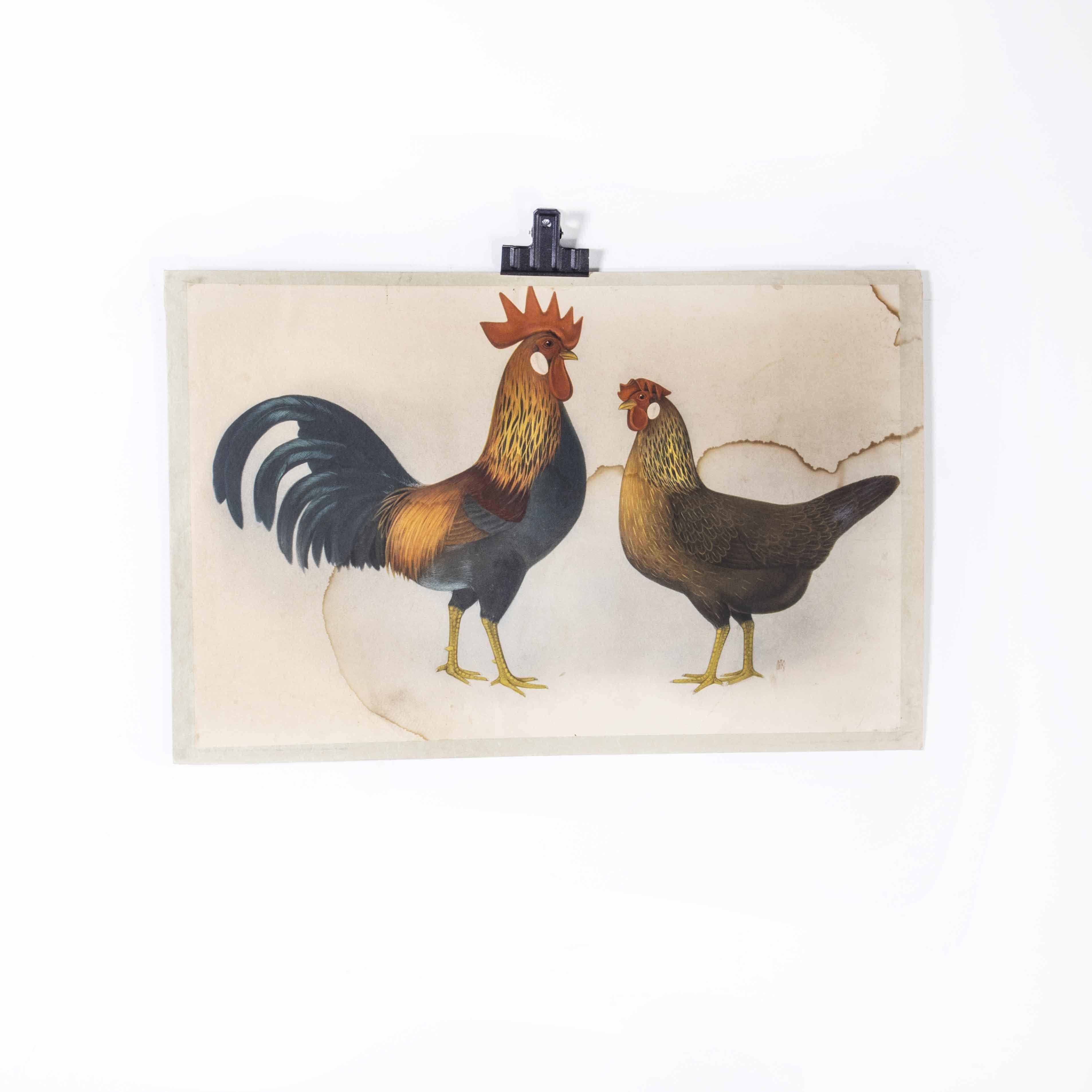 1950's Hen and Rooster Educational Poster In Good Condition For Sale In Hook, Hampshire