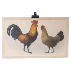 Vintage 1950's Hen and Rooster Educational Poster
