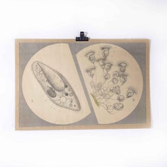 1950's Internal Plant Pod Educational Poster