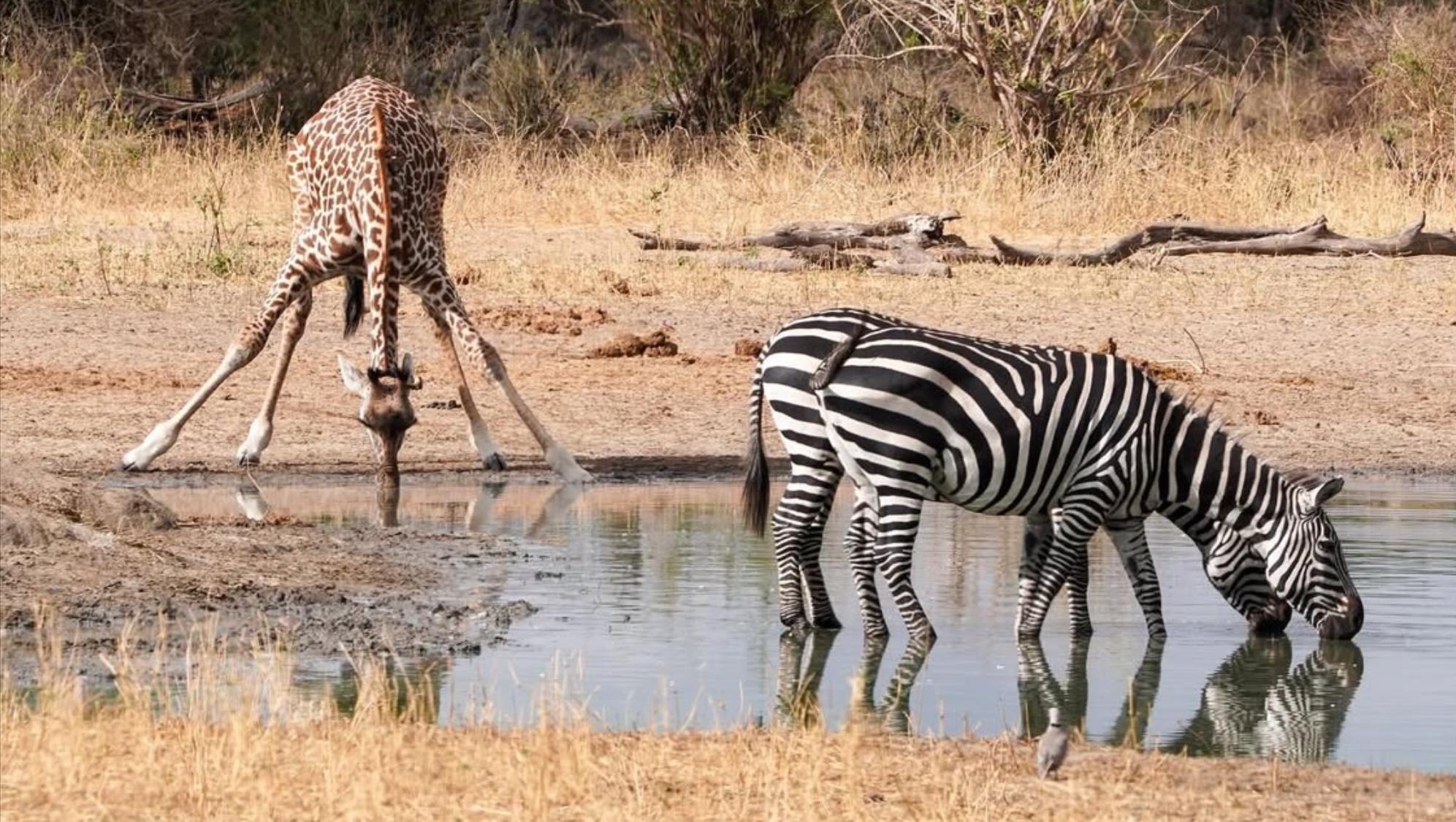 Silla de tocador italiana de los años 50 con patas ensanchadas de latón en venta 7