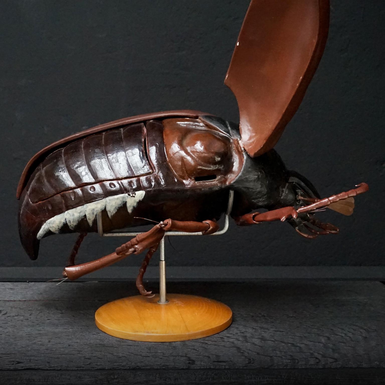 1950s Large Anatomical Classroom Model of a Flying May Bug 1