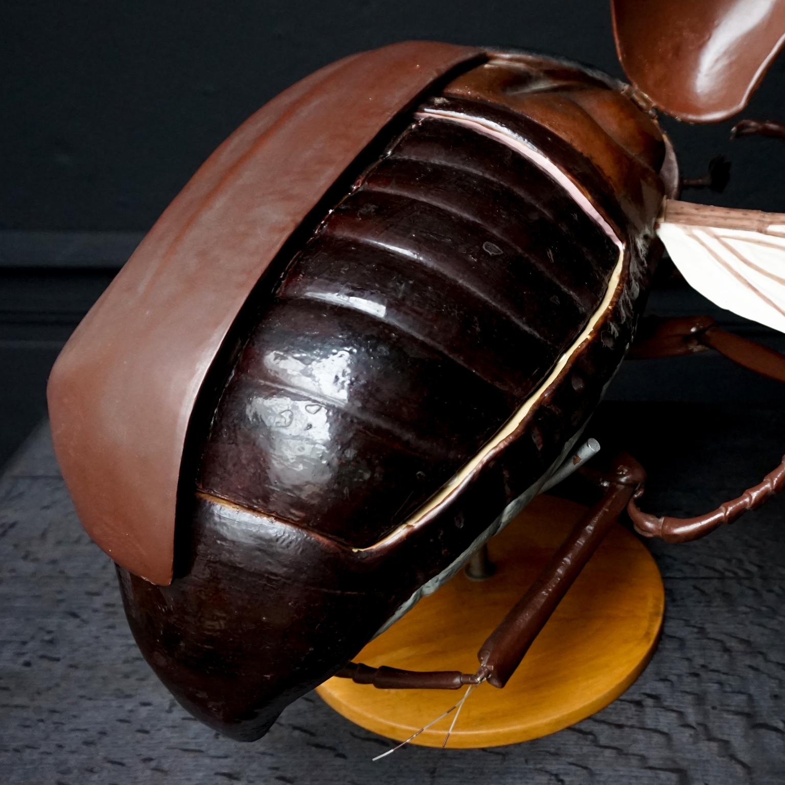 1950s Large Anatomical Classroom Model of a Flying May Bug 2