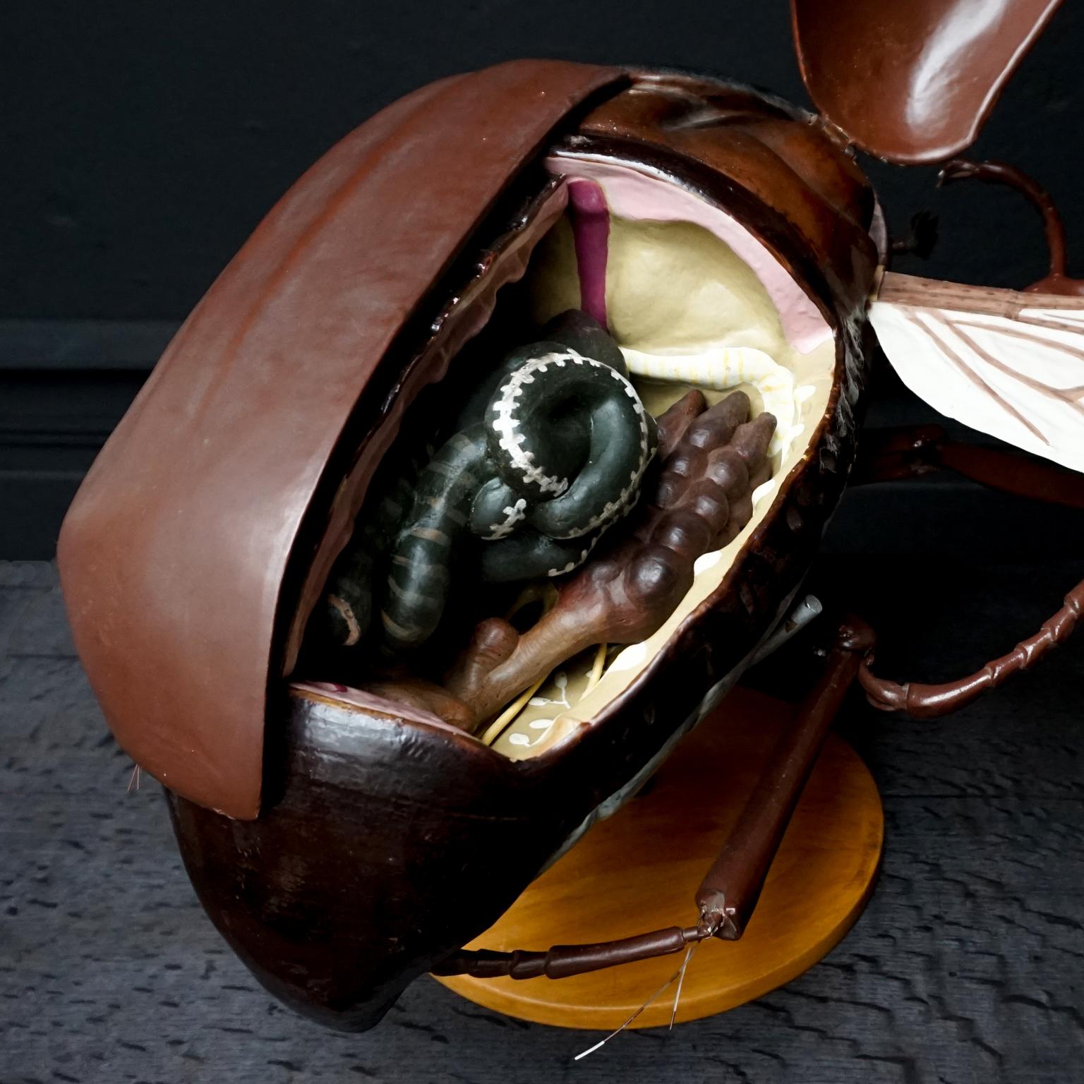 1950s Large Anatomical Classroom Model of a Flying May Bug 3